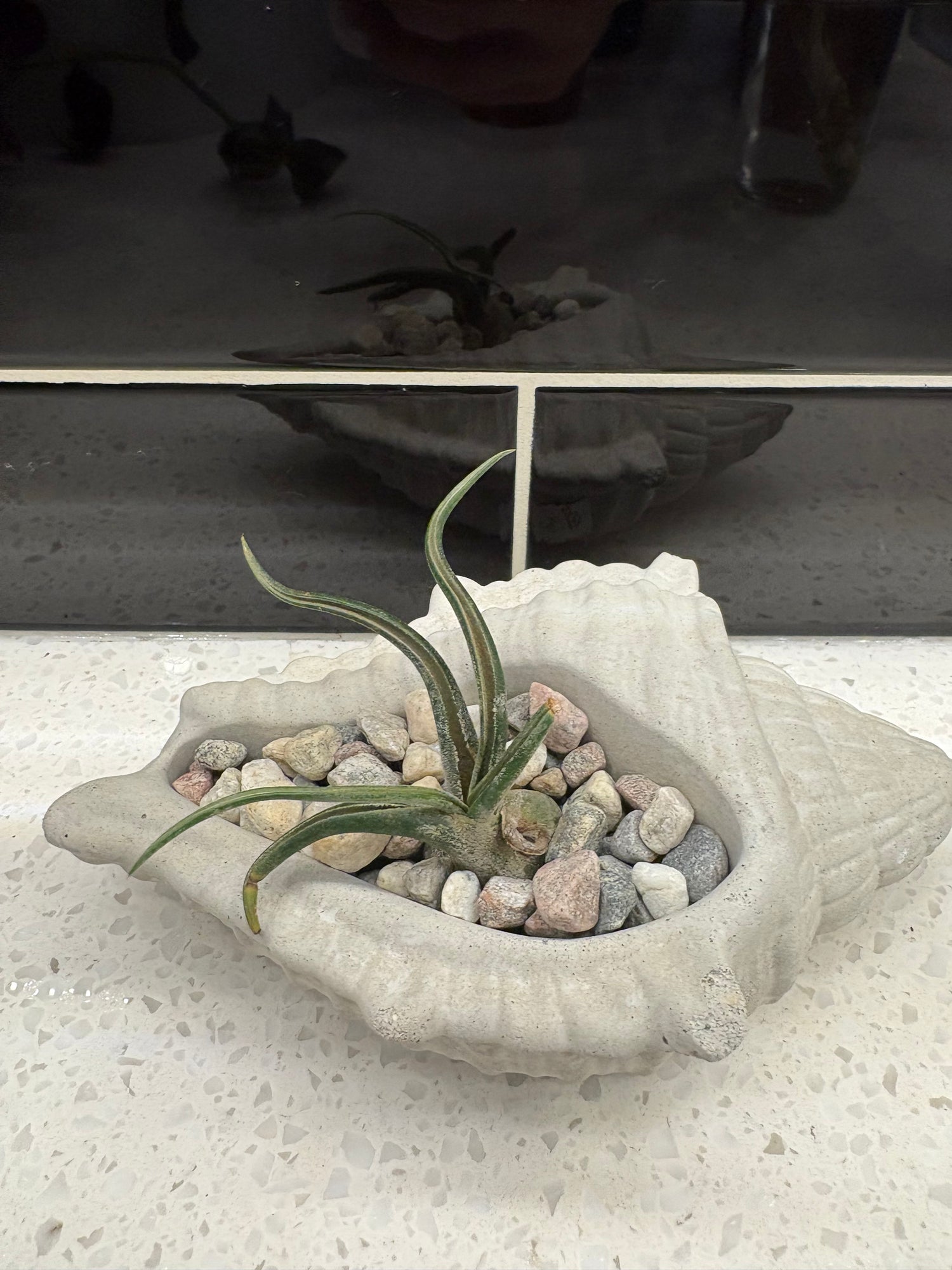 Air Plant Potted in Concrete Pot w/ pebbles
