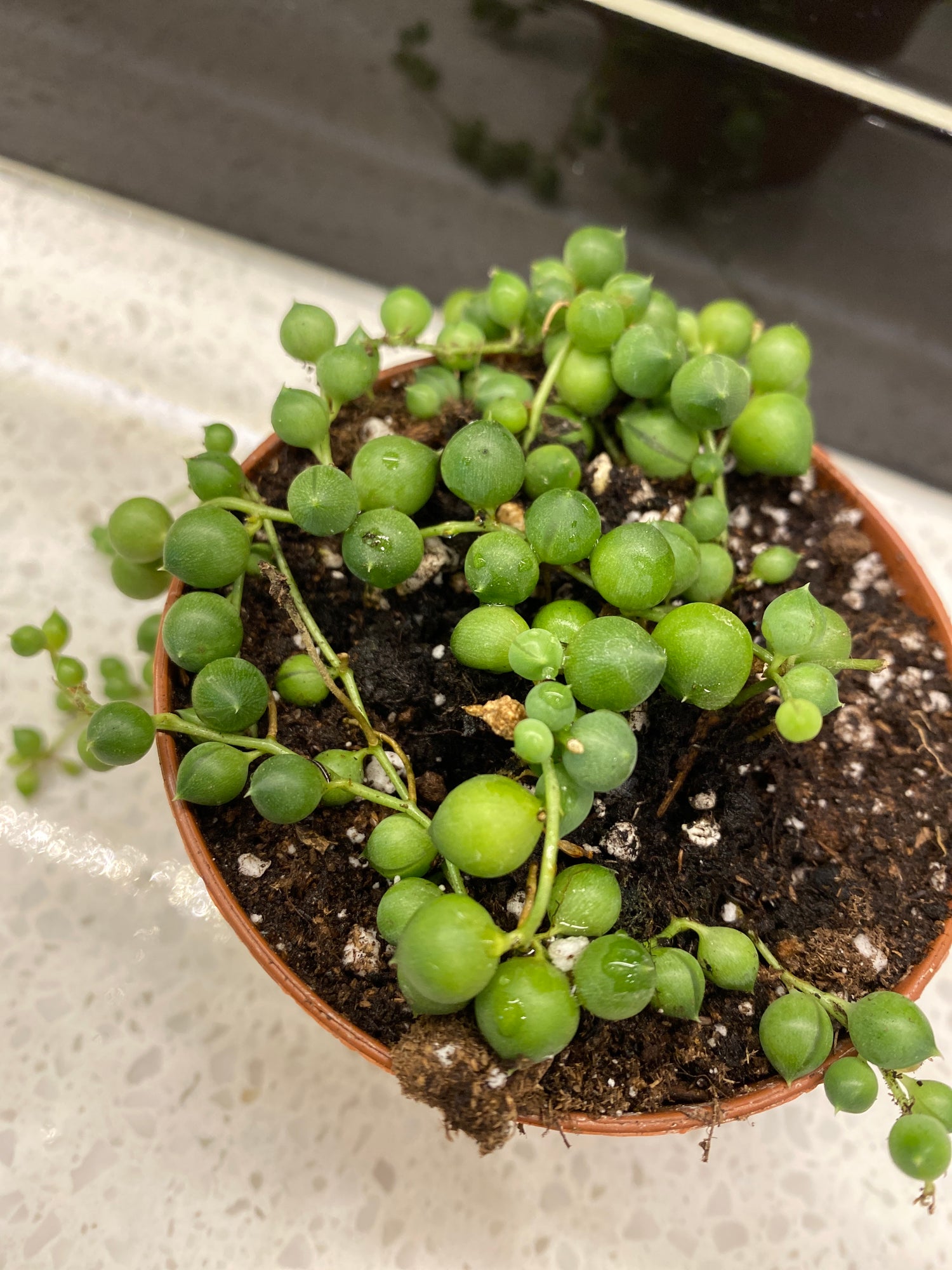 String of Pearls