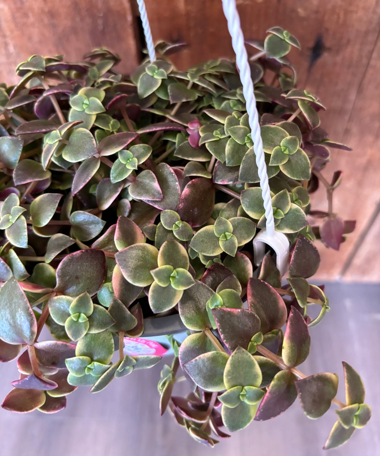 Calico Kitten Succulent 6”