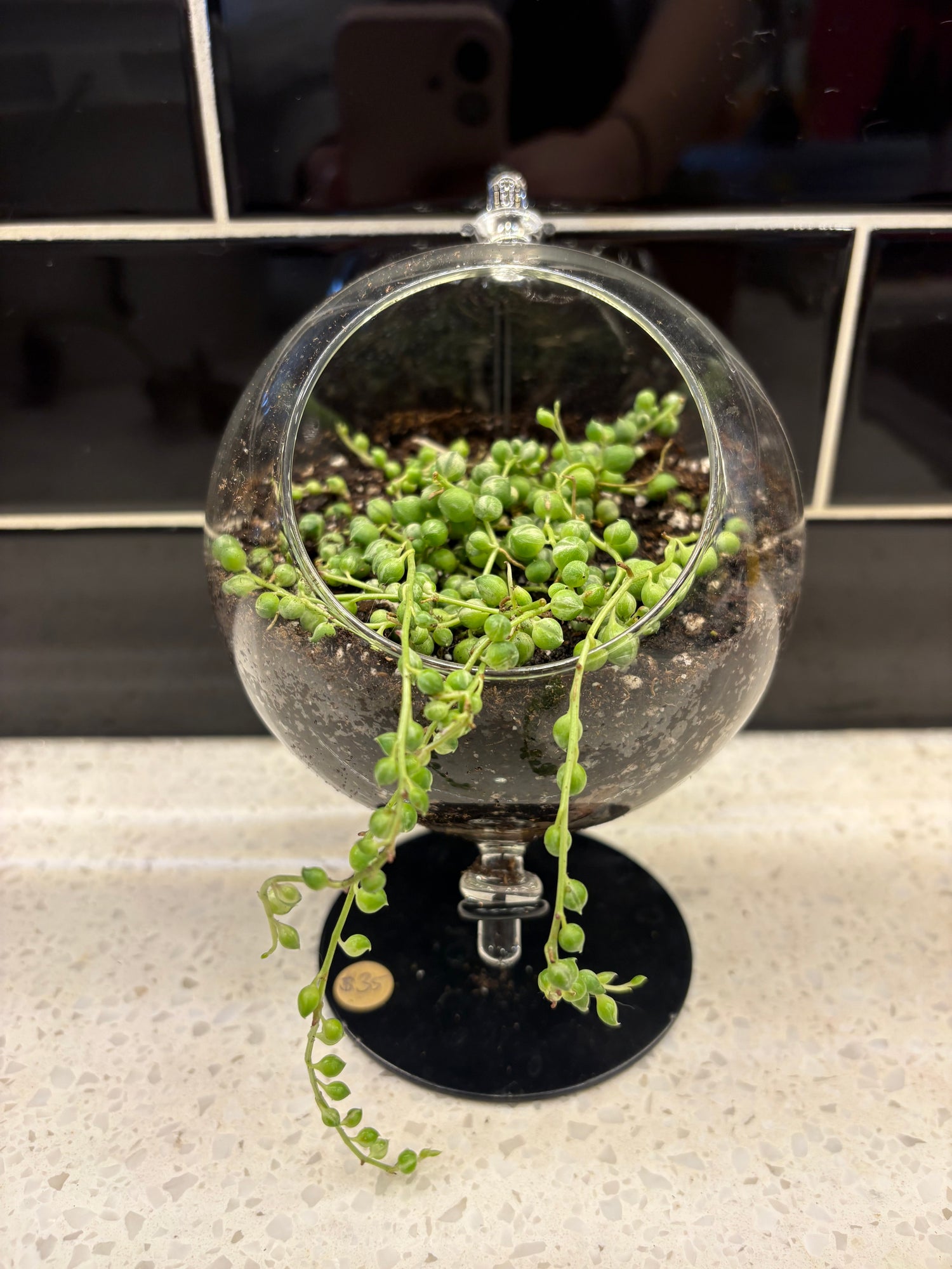 Glass Globe Potted String of Pearls