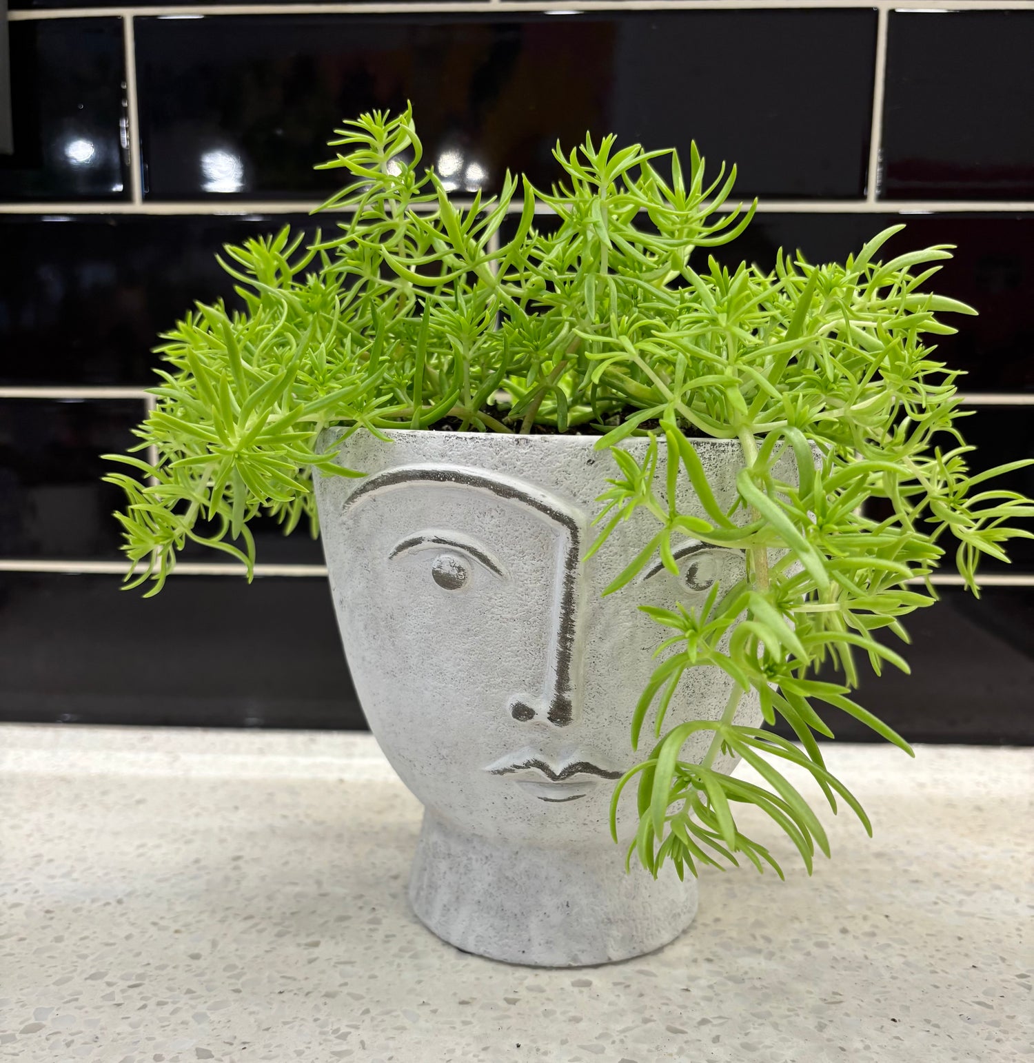 Stone Face Pot with Sedum Lemon Balm