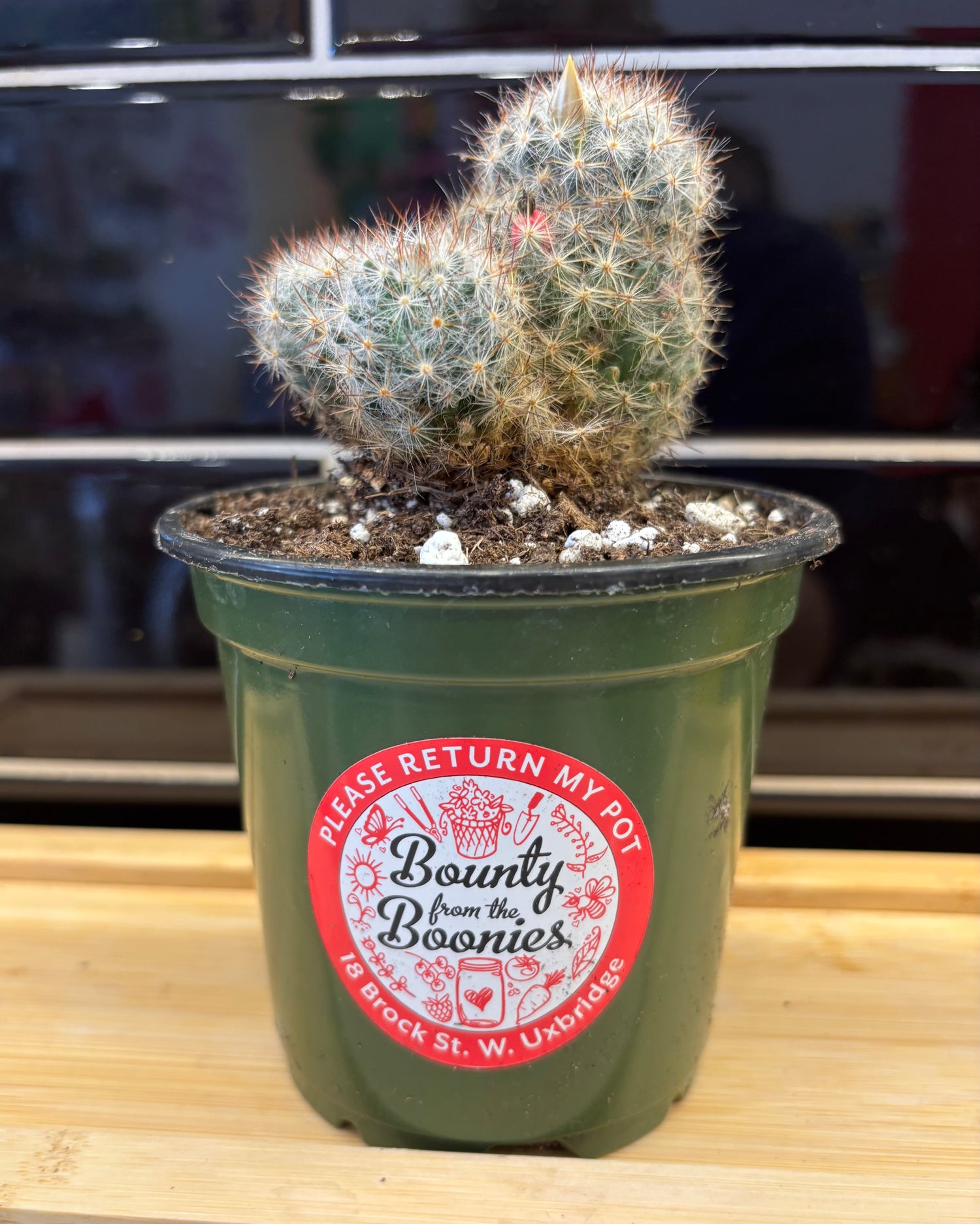 Feather Cactus