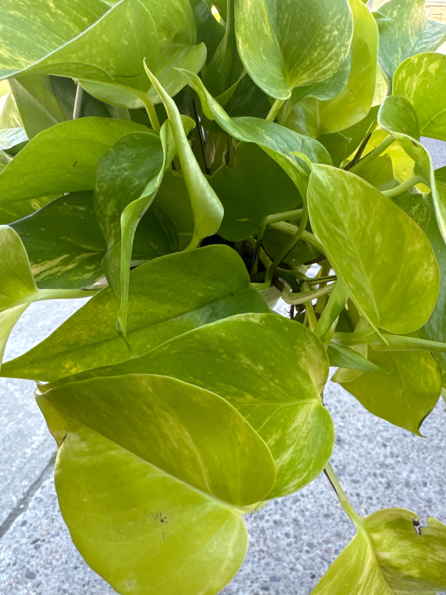 Pothos - Lemon