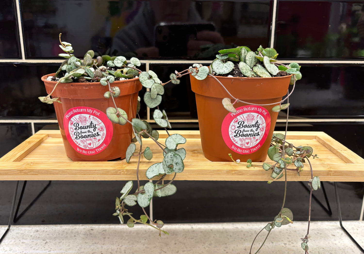 4” String of Hearts - Silver Glory