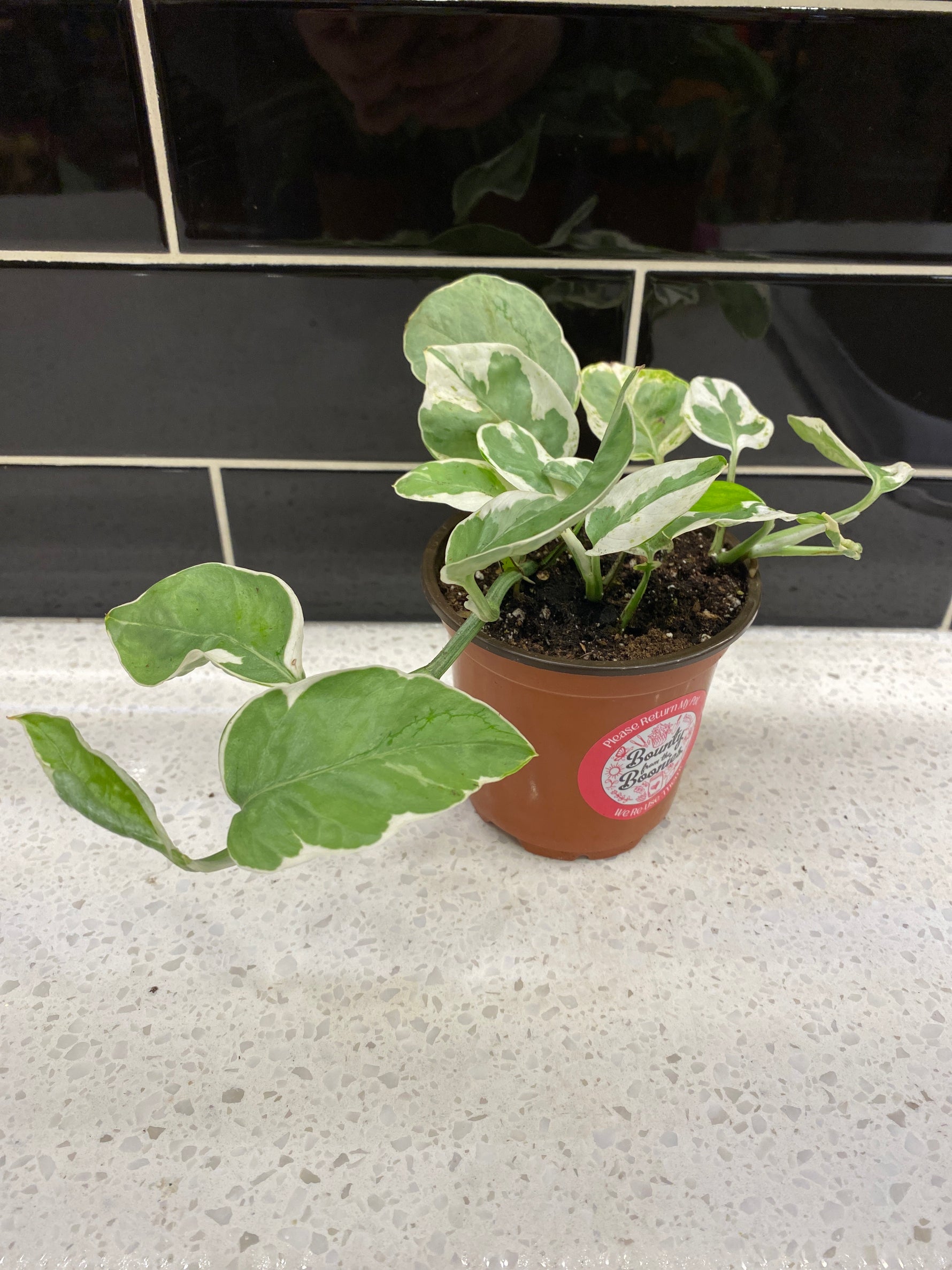 order pothos Pothos