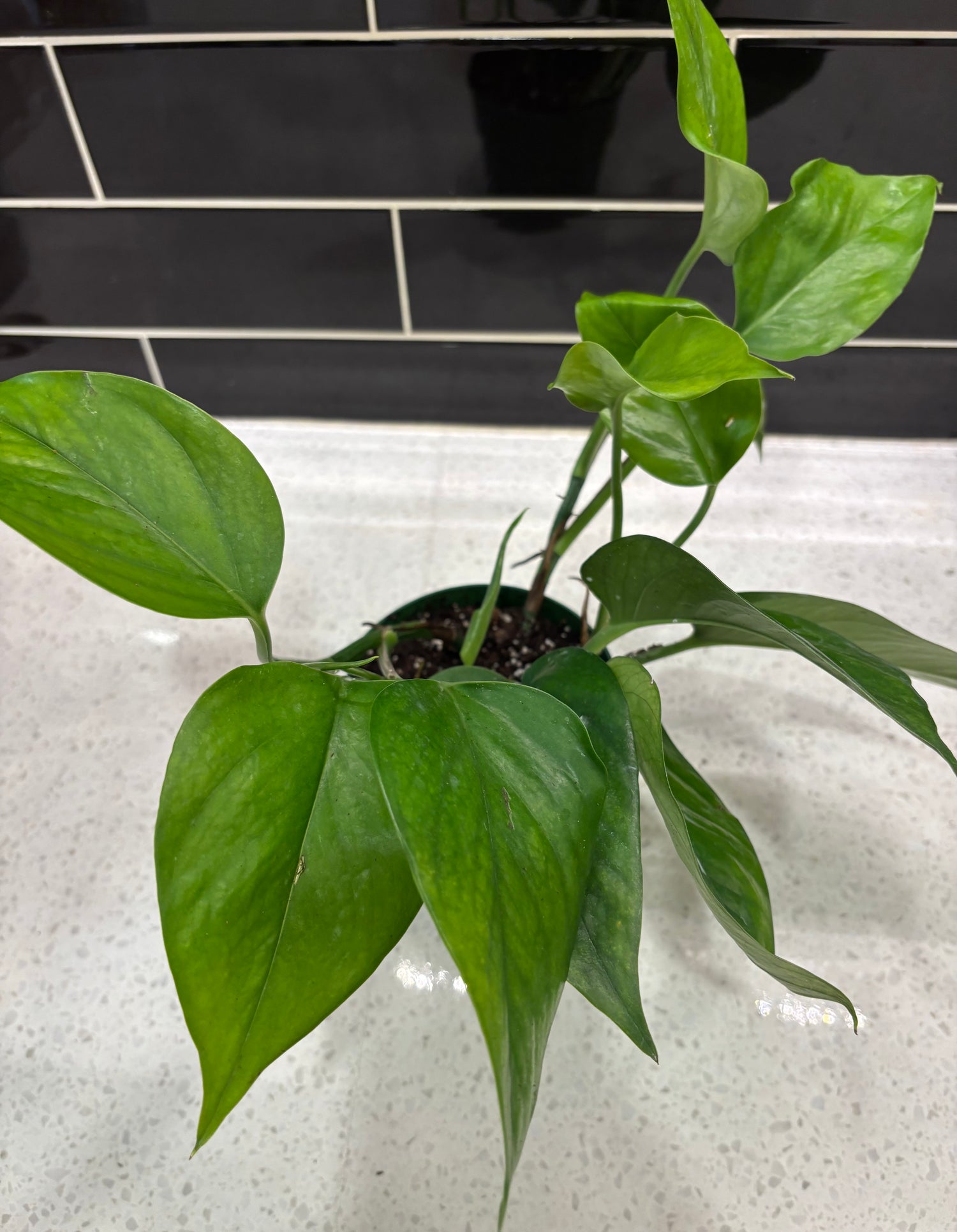 Pothos - Jade
