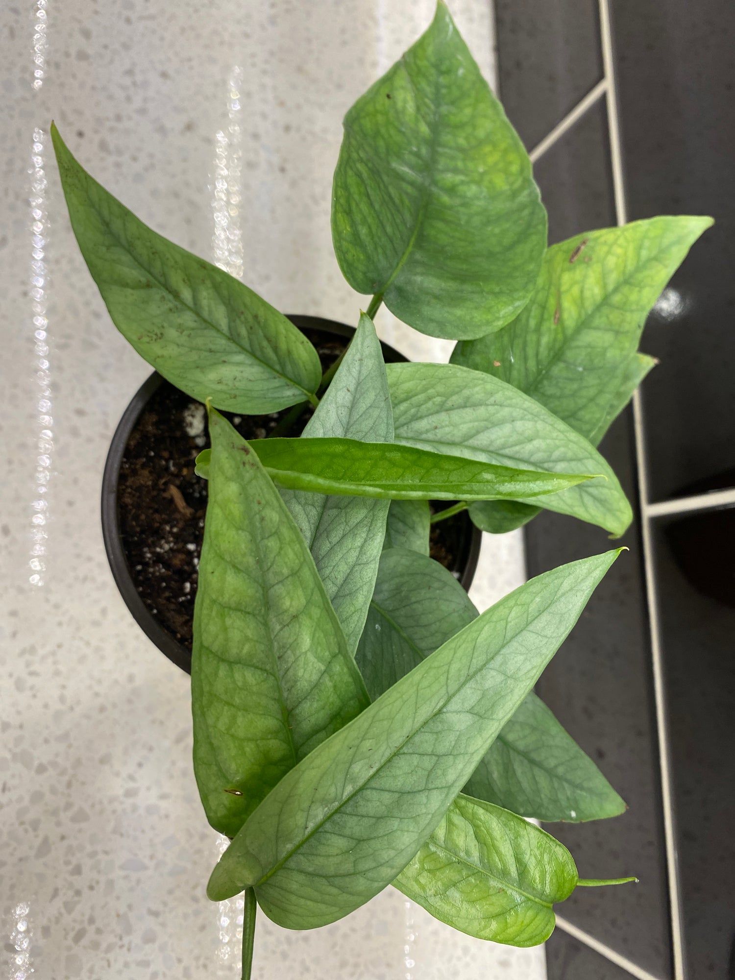 Pothos - Cebu Blue