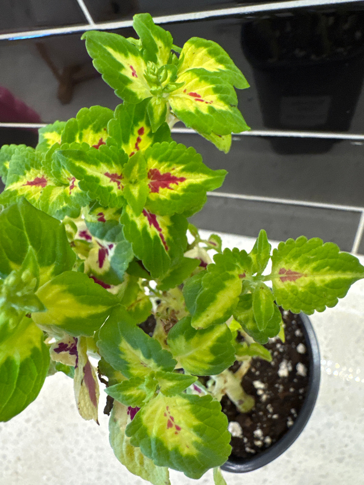 Watermelon Coleus