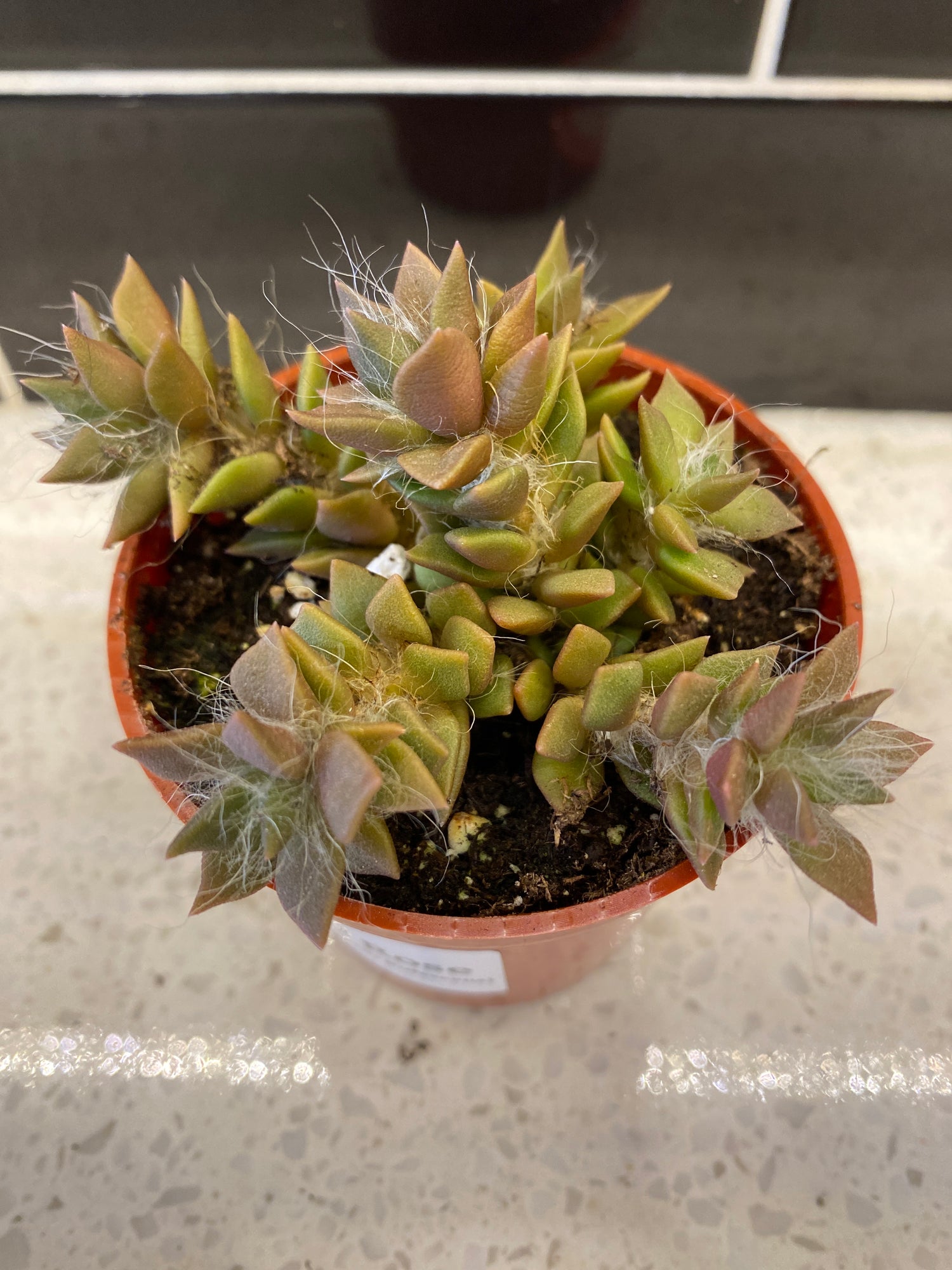 Sand Rose Succulent