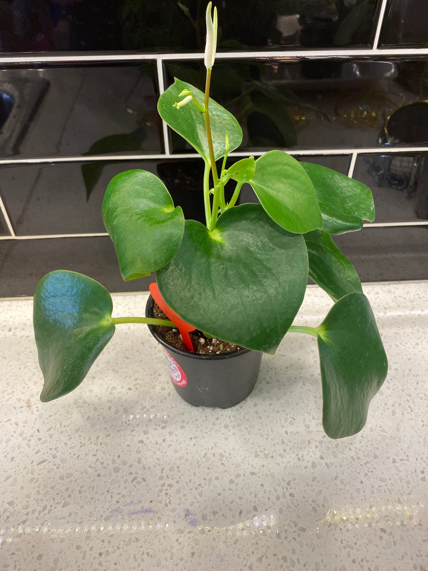 Peperomia - Raindrop 4"