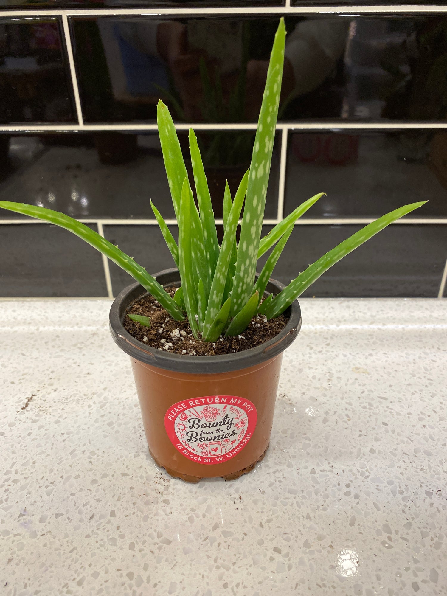Aloe Vera