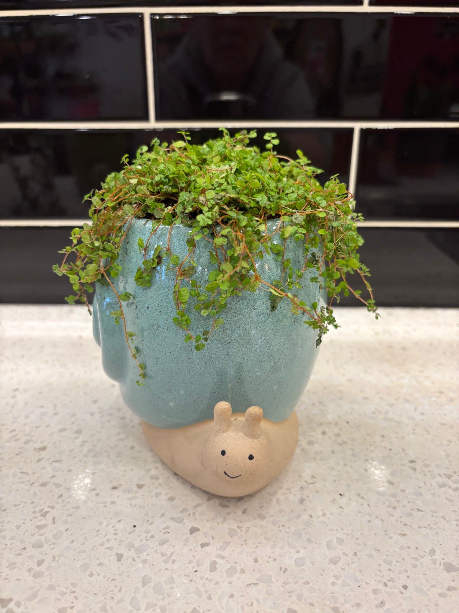 Blue Snail Pot w/ Baby Tears