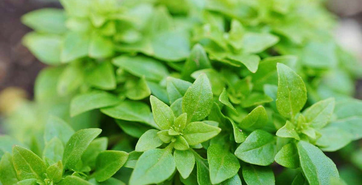 Spicy Globe Basil