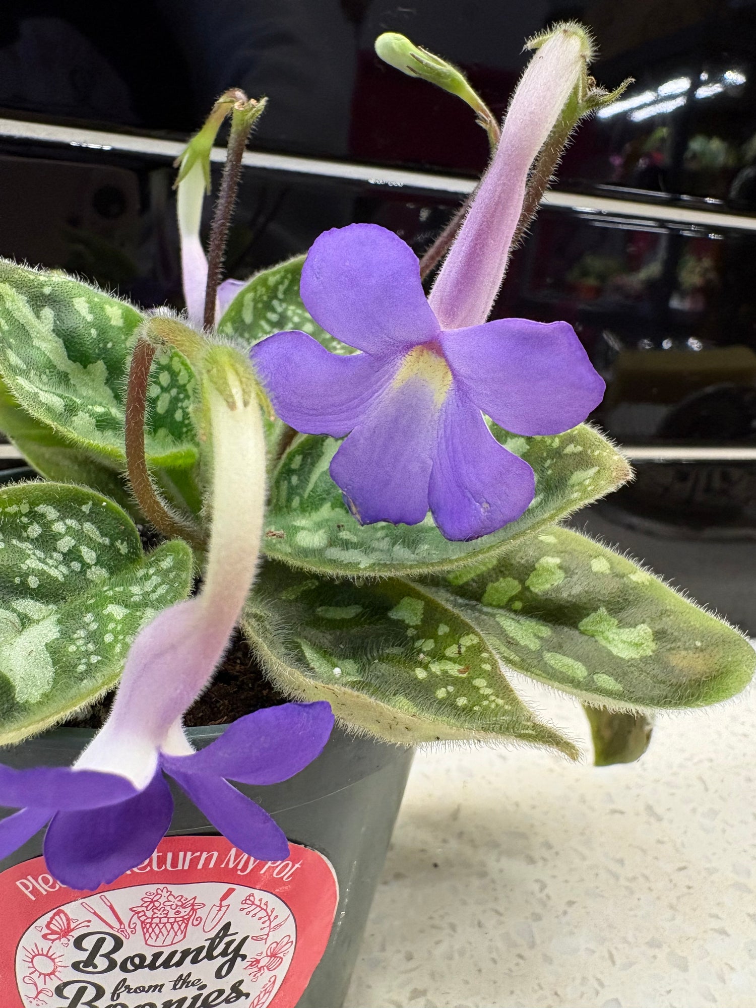 Michaelmoelleria Vietnamensis