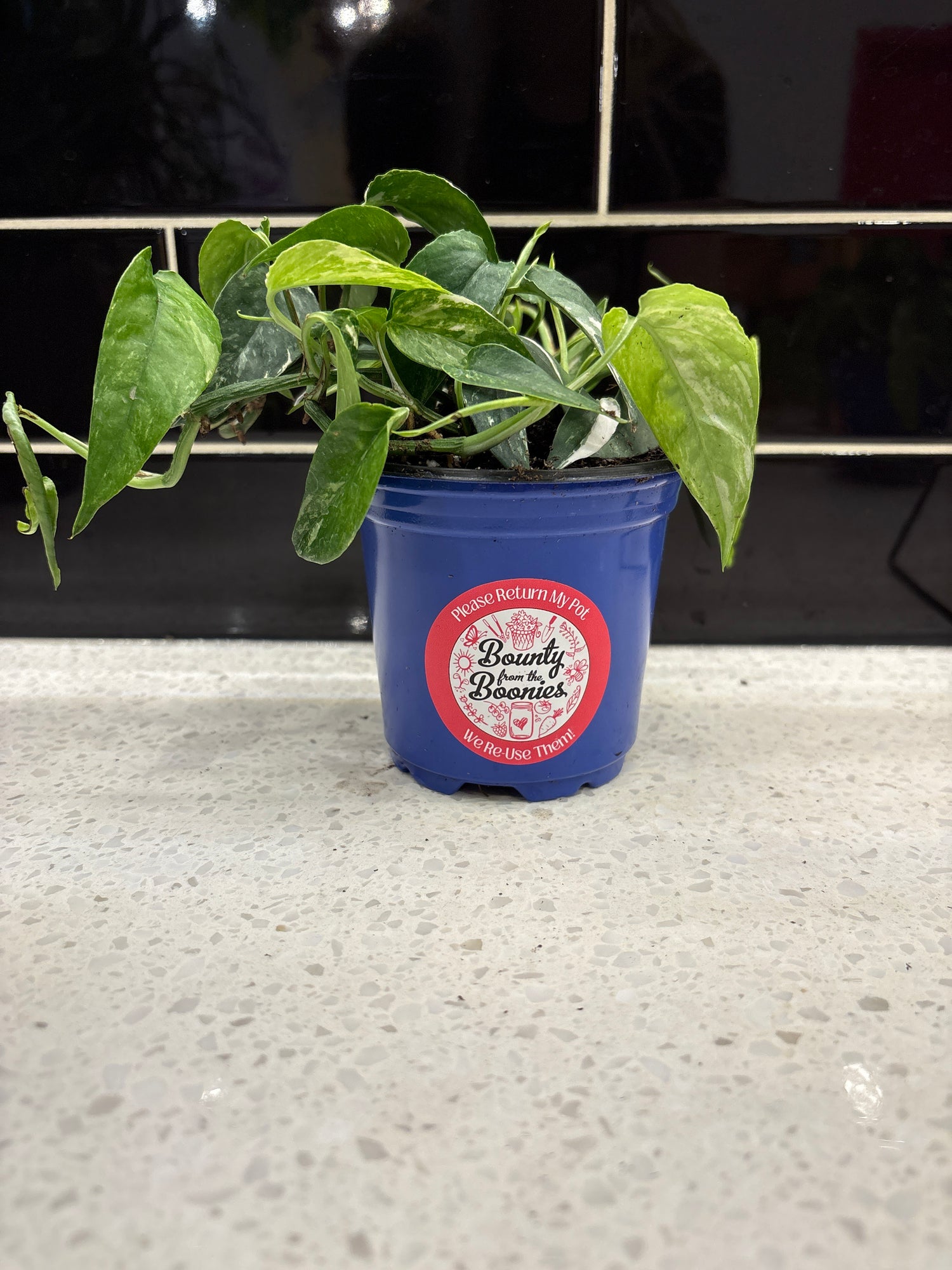 Pothos, albo variegata, epipremnum pinnatum