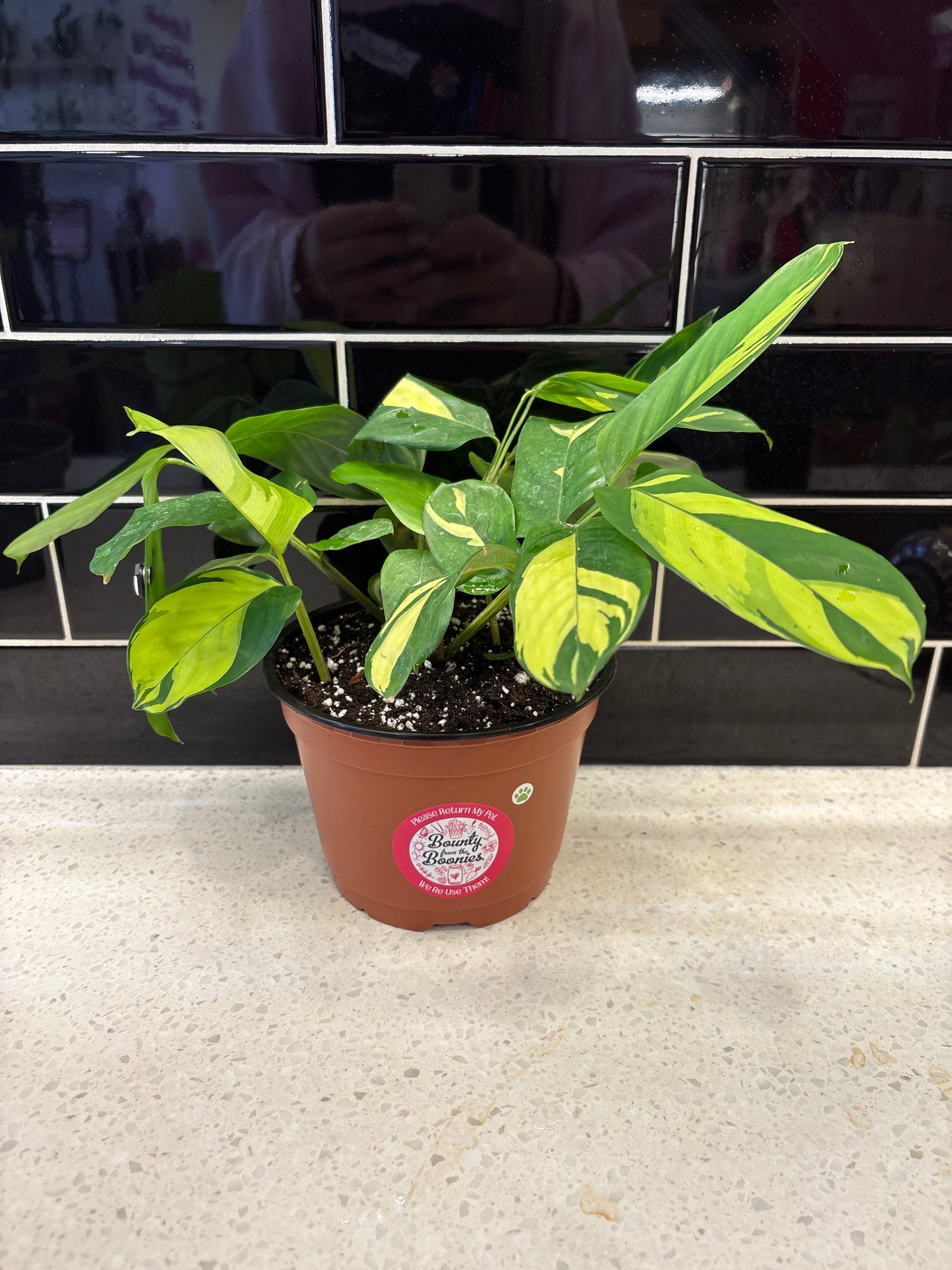 Ctenanthe lubbersiana golden mosaic