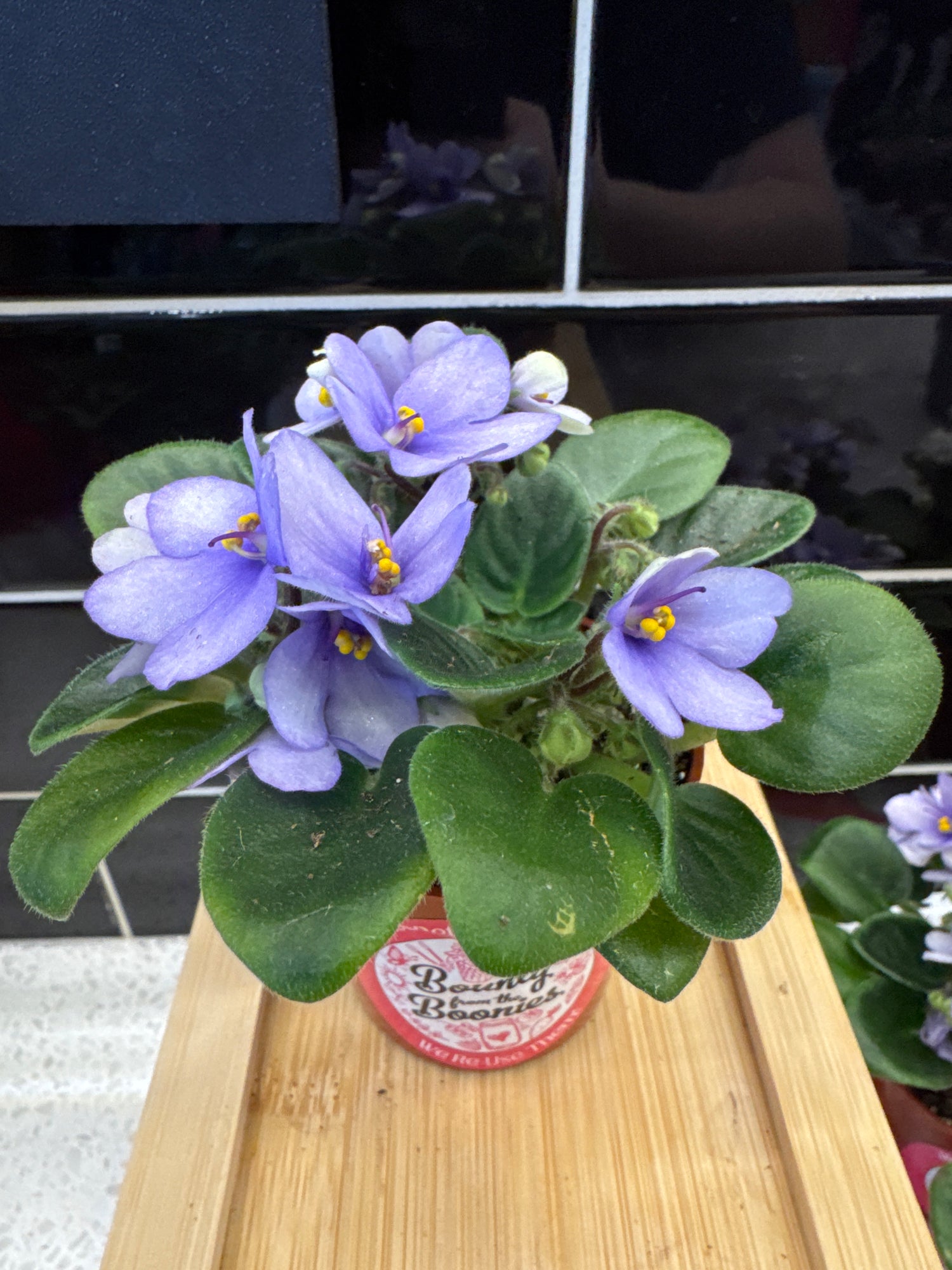 African Violet