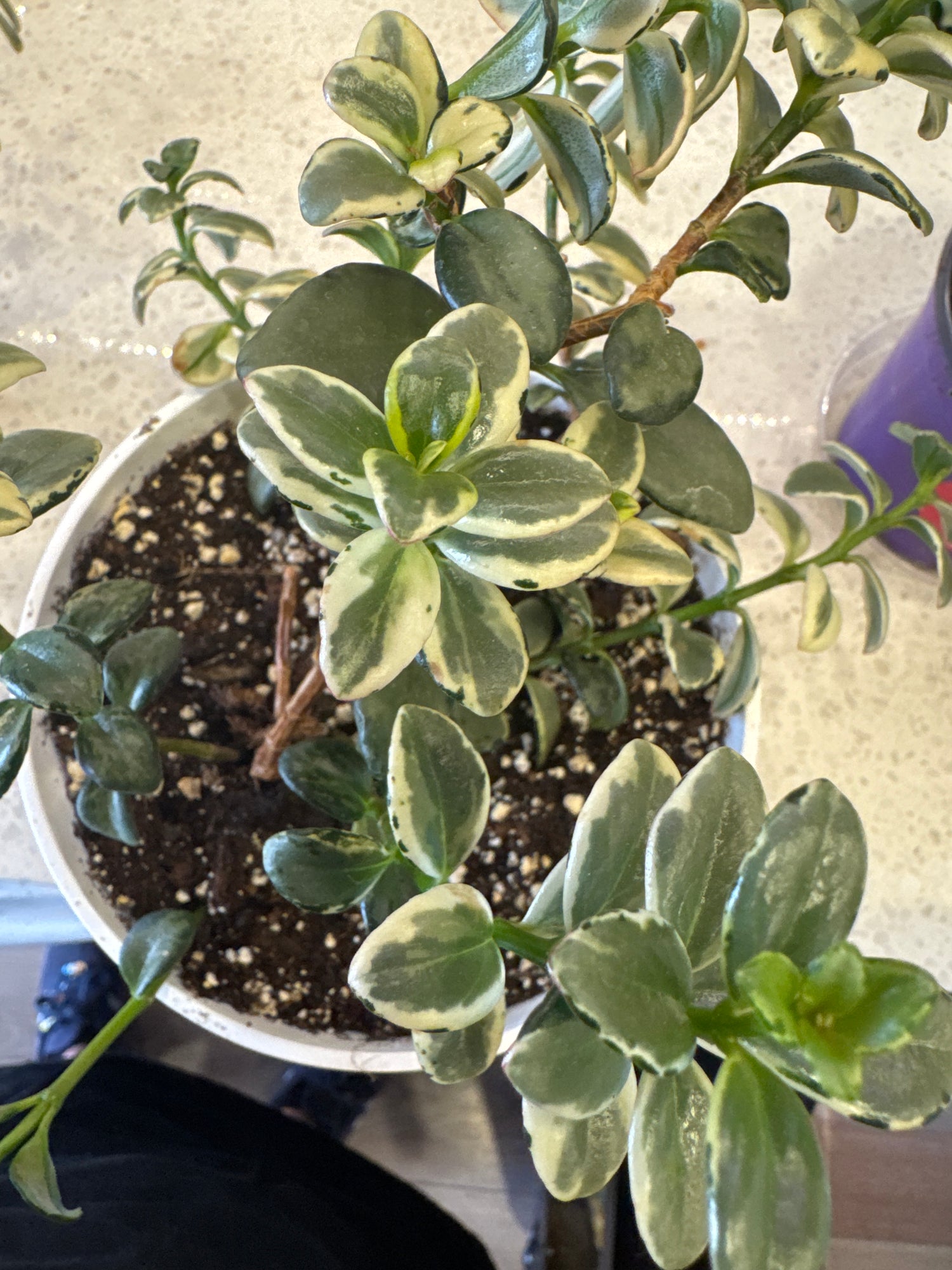Goldfish Plant- Variegated