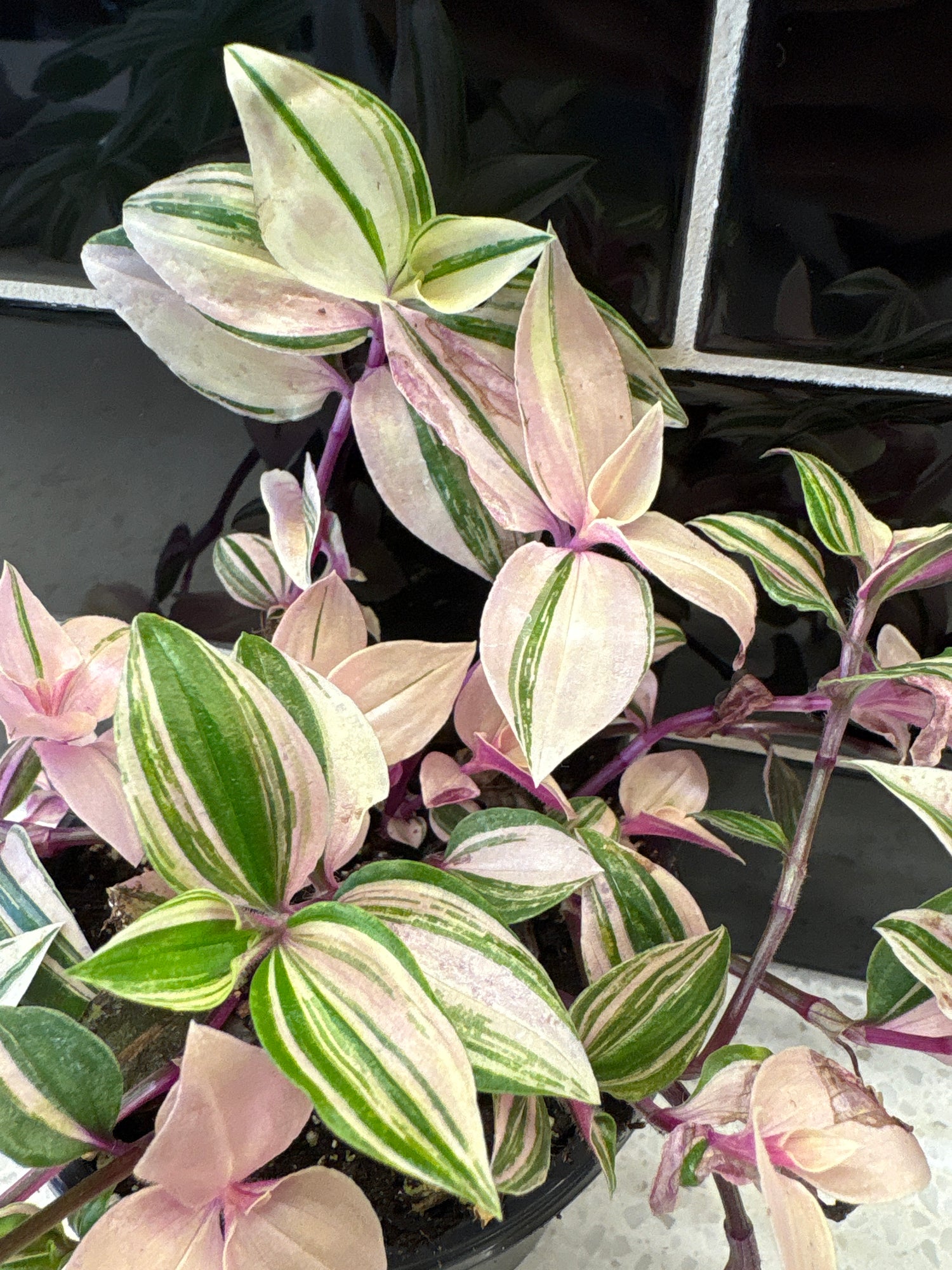 Tradescantia zebrina, Quad Colour