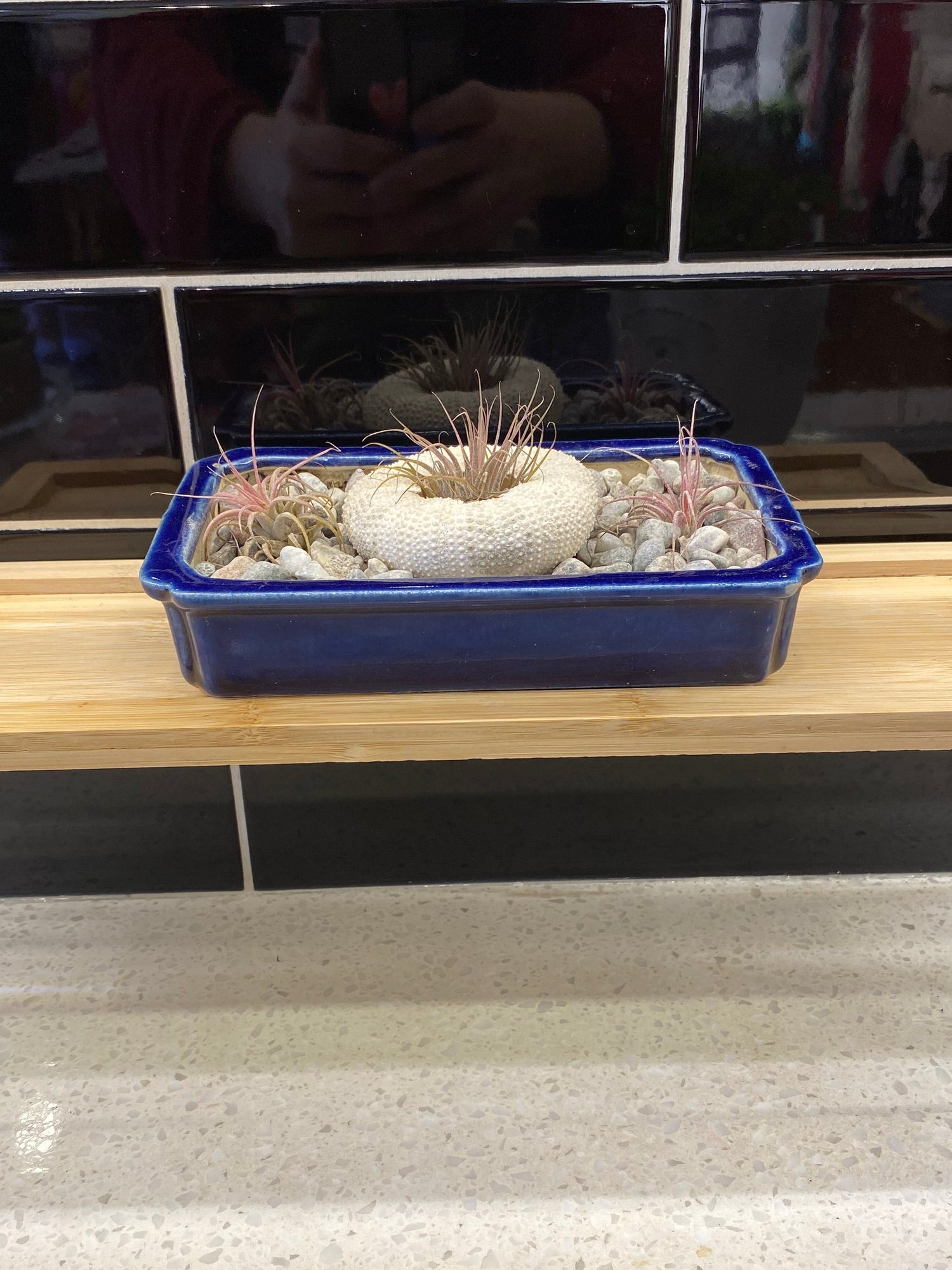 Air Plant Potted in Ceramic Pot with Stones