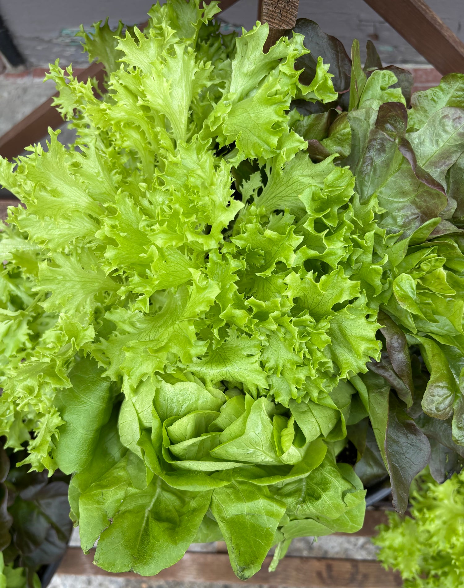 Living Lettuce
