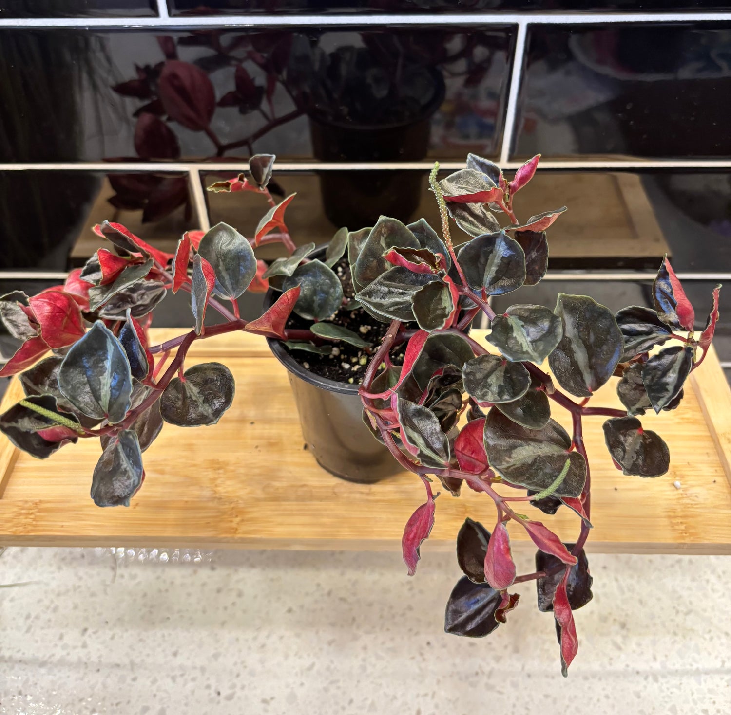Peperomia - Metallica 3”