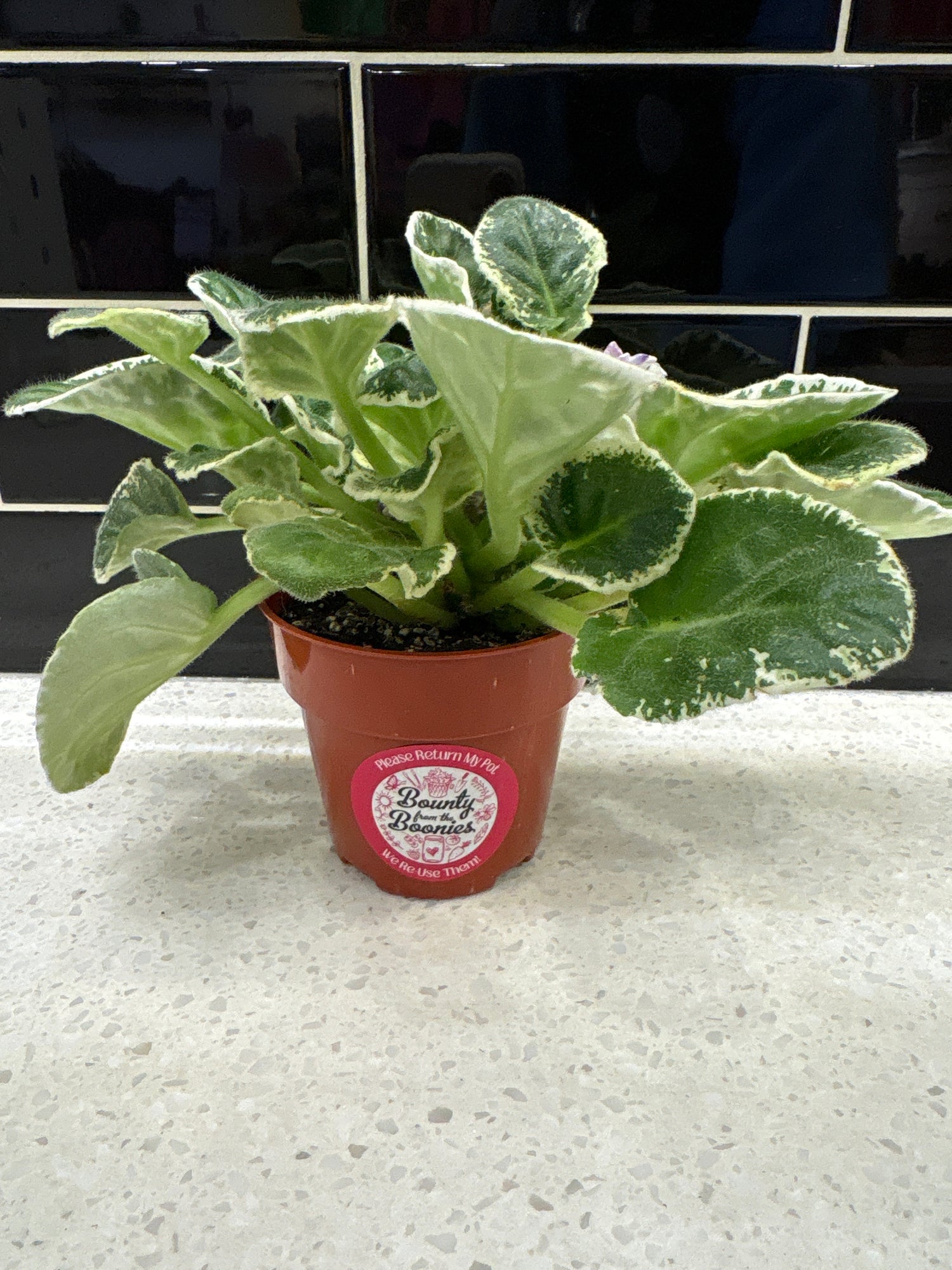Rivermist Galaxy African Violet