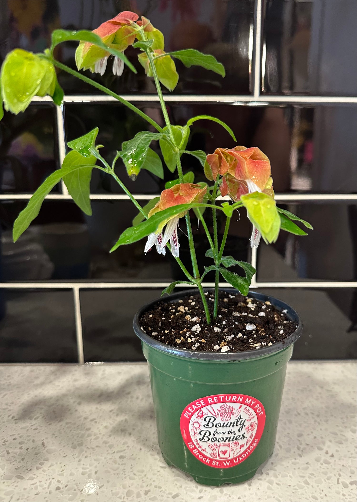 Shrimp Plant 4” pot
