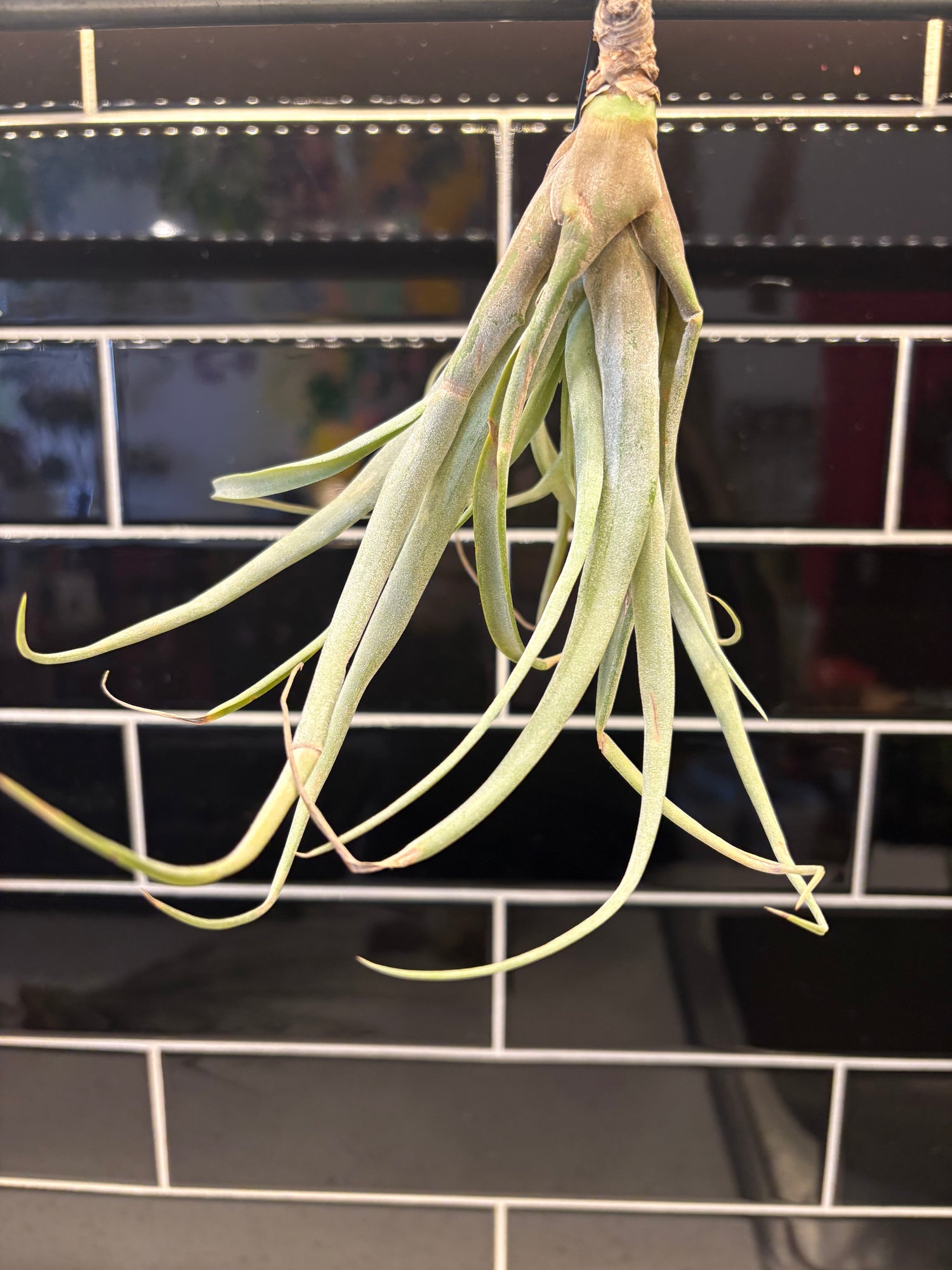 Tillandsia Aeranthos Air Plant