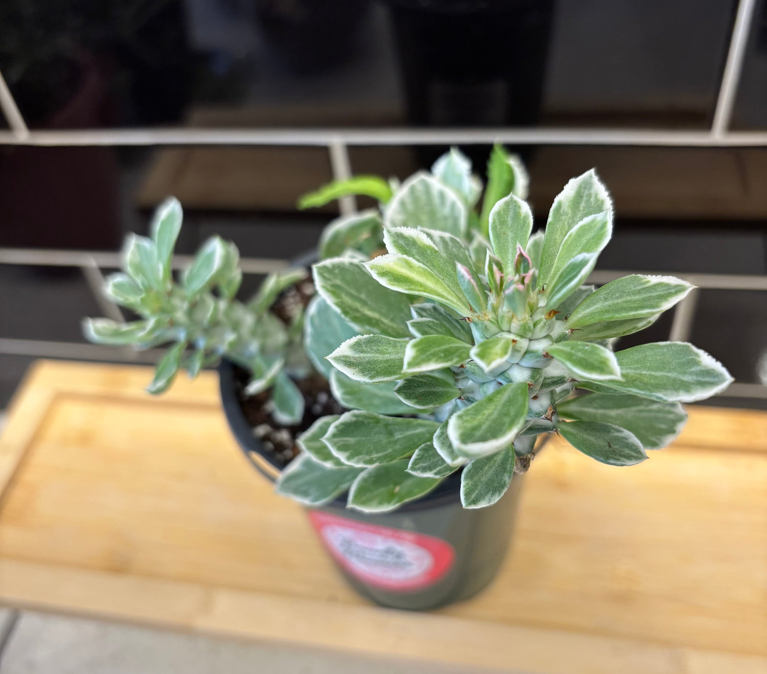 Variegated Medusa Head 4" - Cactus