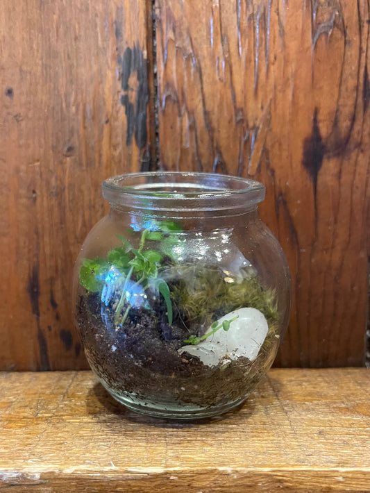 Terrarium - Mini