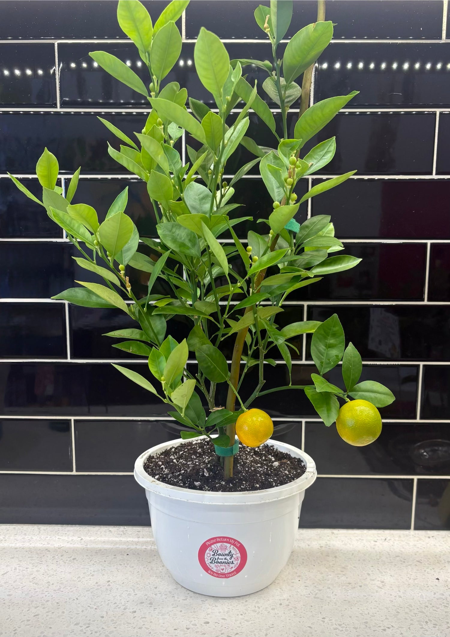 Calamondin Orange Tree