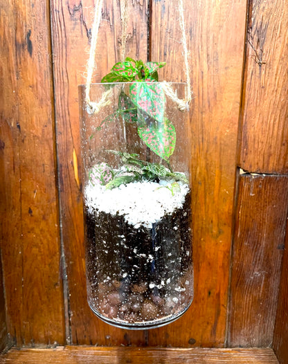 Terrarium - Deep Hanging