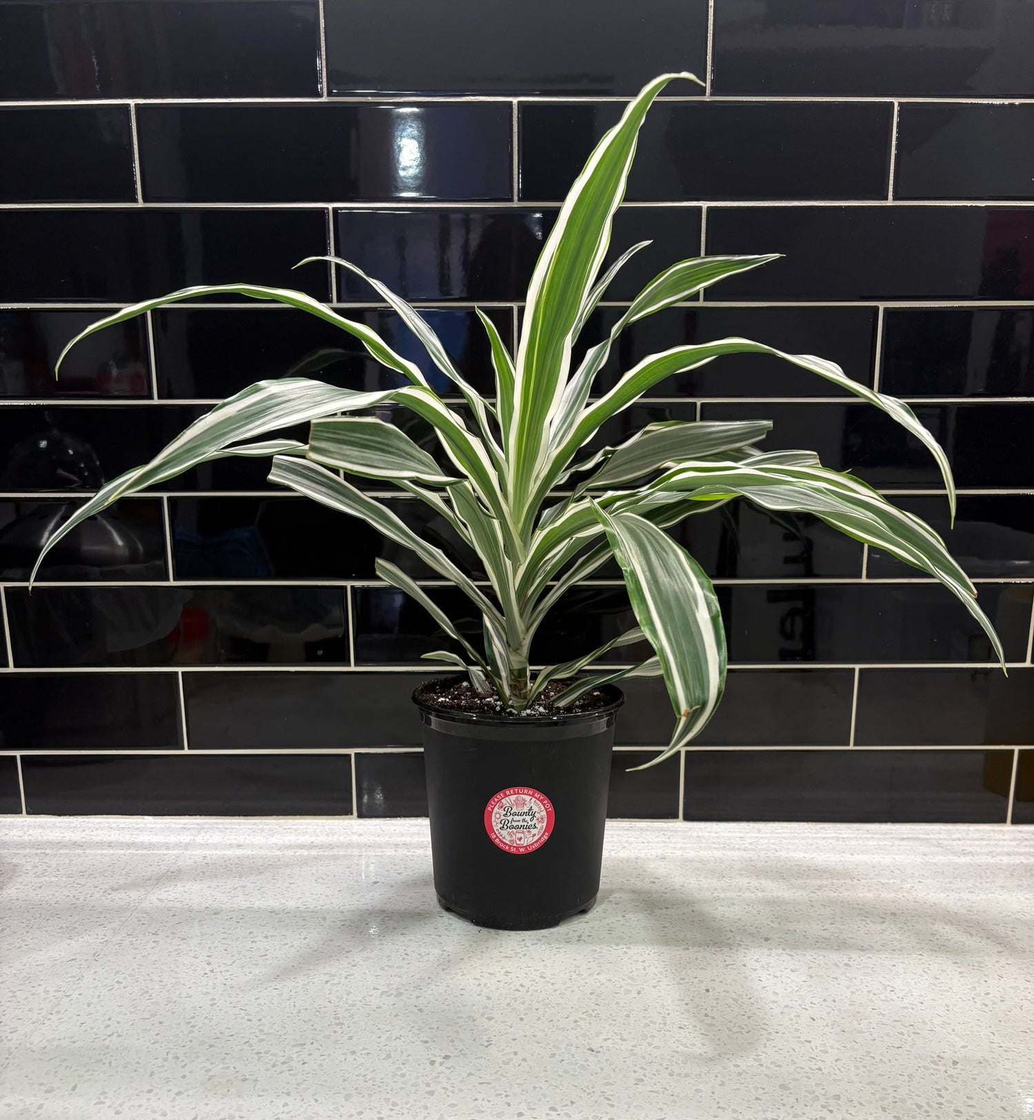 White Striped Dracaena 6”