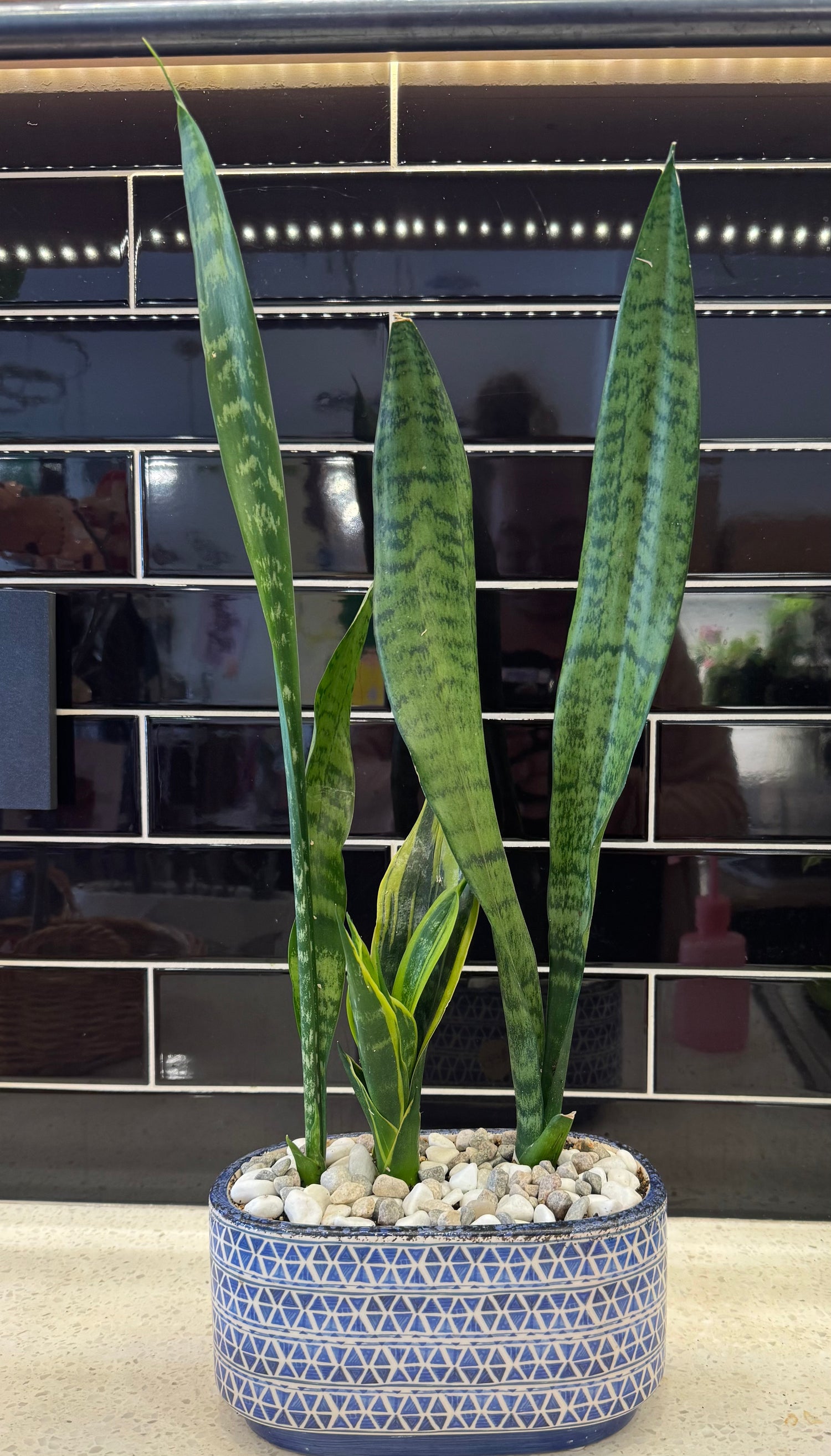 Snake Plant Trio Potted into Blue and White Oval Pot