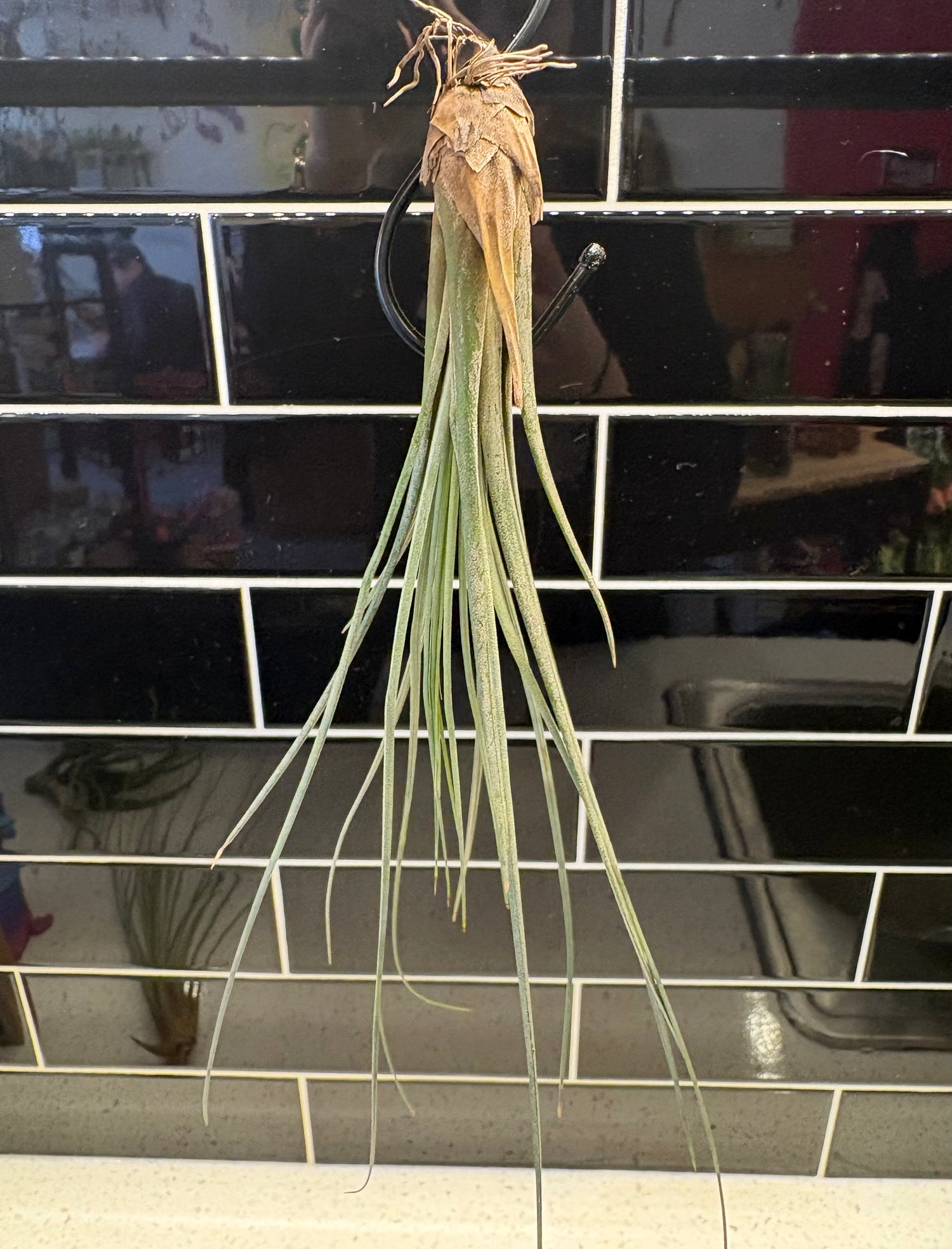 Tillandsia Juncea Air Plant