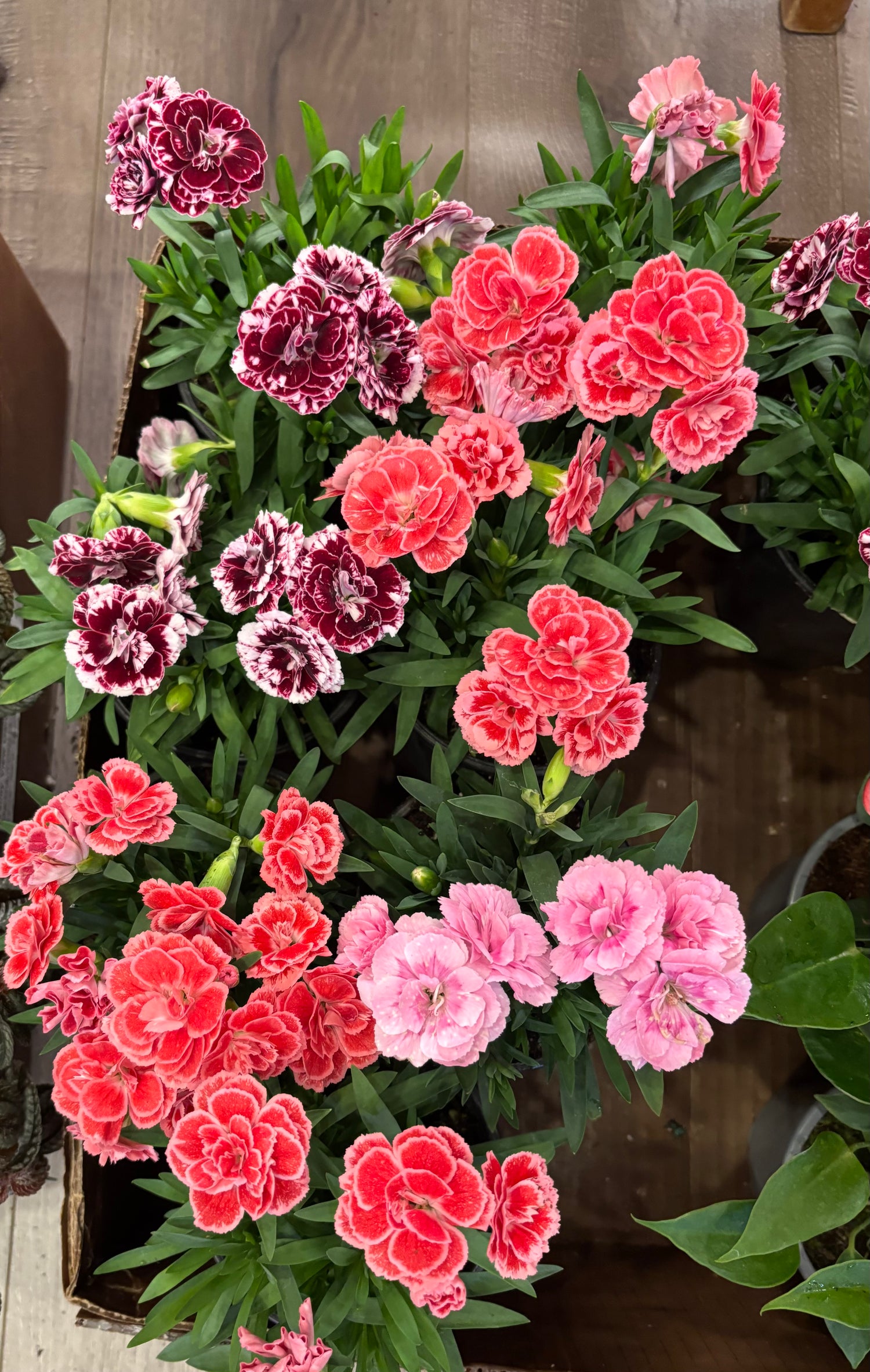 4” Carnations (Dianthus)