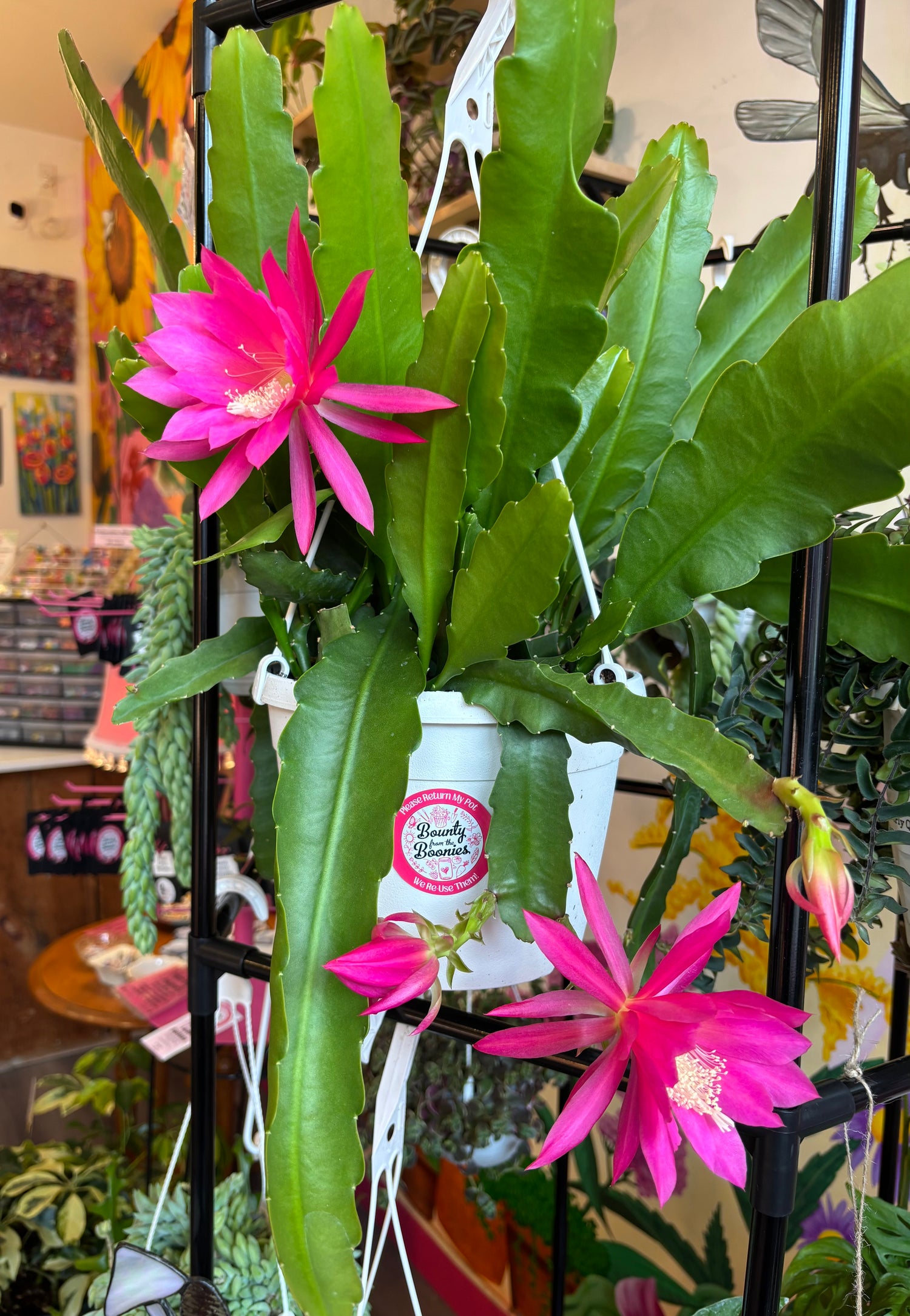 Orchid Cactus