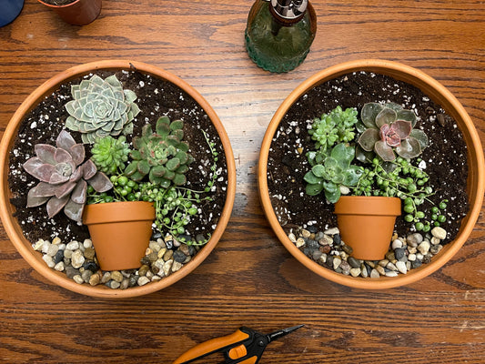 Potted Succulents w/little pot in terra cotta