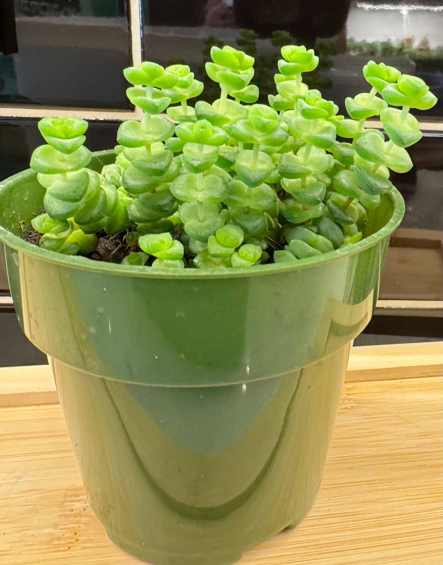 Baby Necklace Crassula muscosa