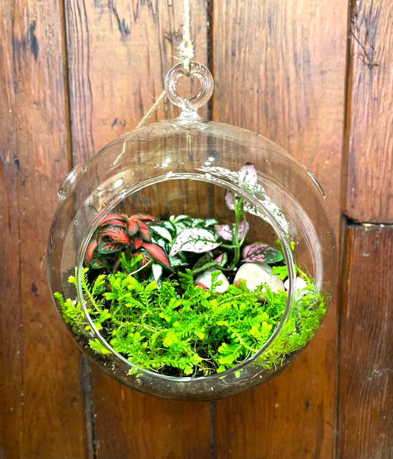 Terrarium - Small Hanging