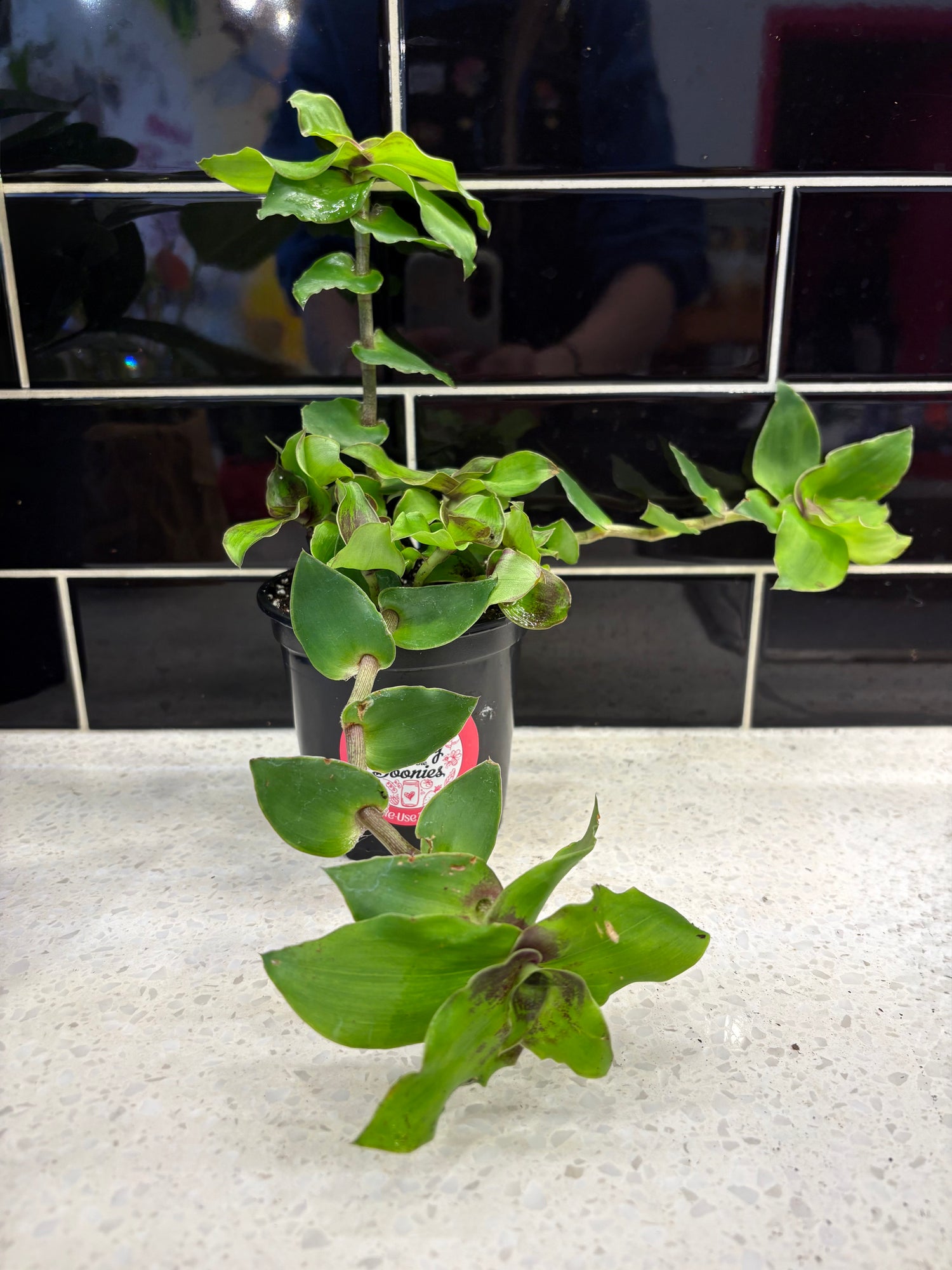 Tradescantia Callisia Soconuscensis - Dragon Tail
