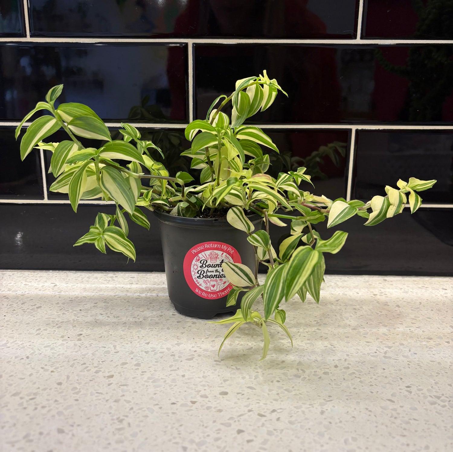 Tradescantia Fluminensis Yellow Hill, Variegated