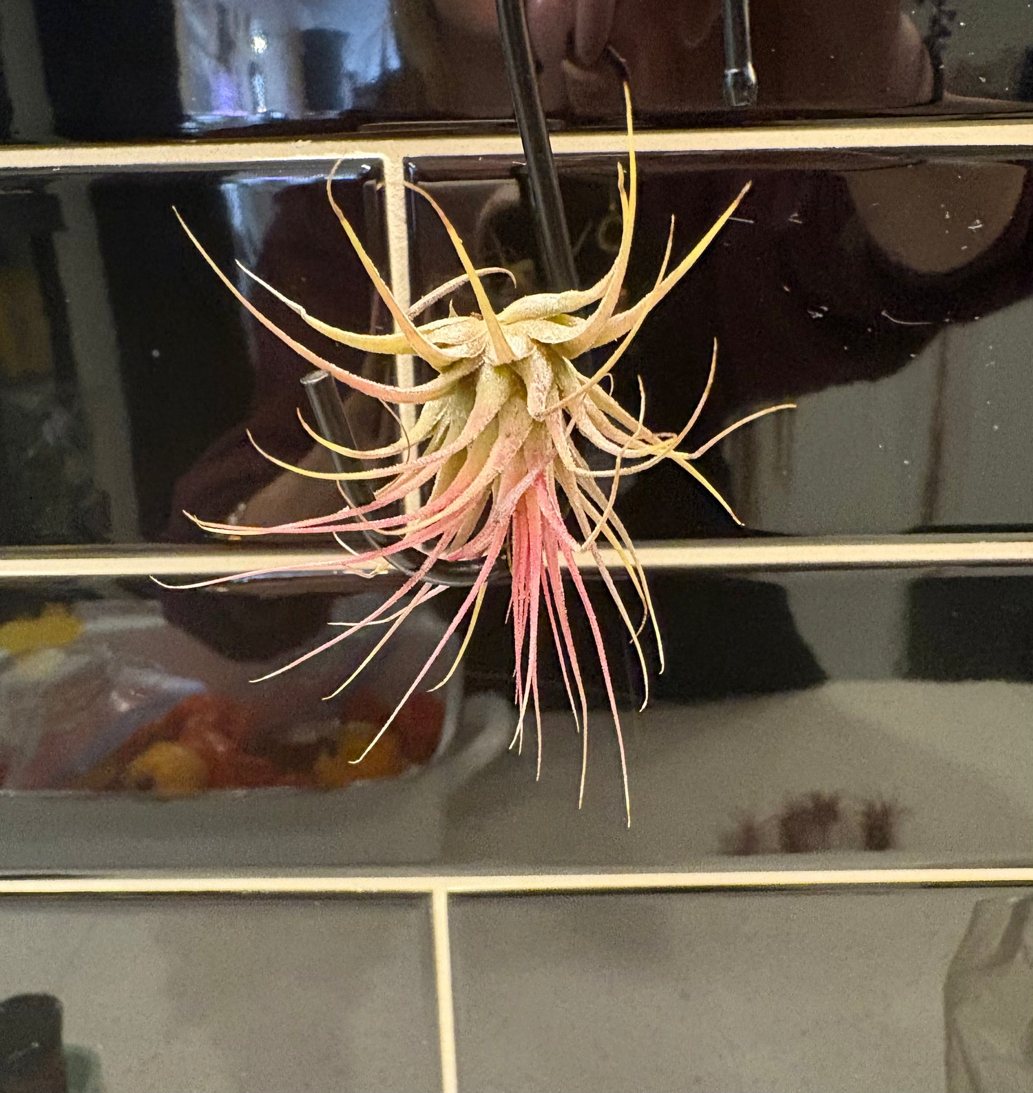 Tillandsia Ionantha Lilac Air Plant