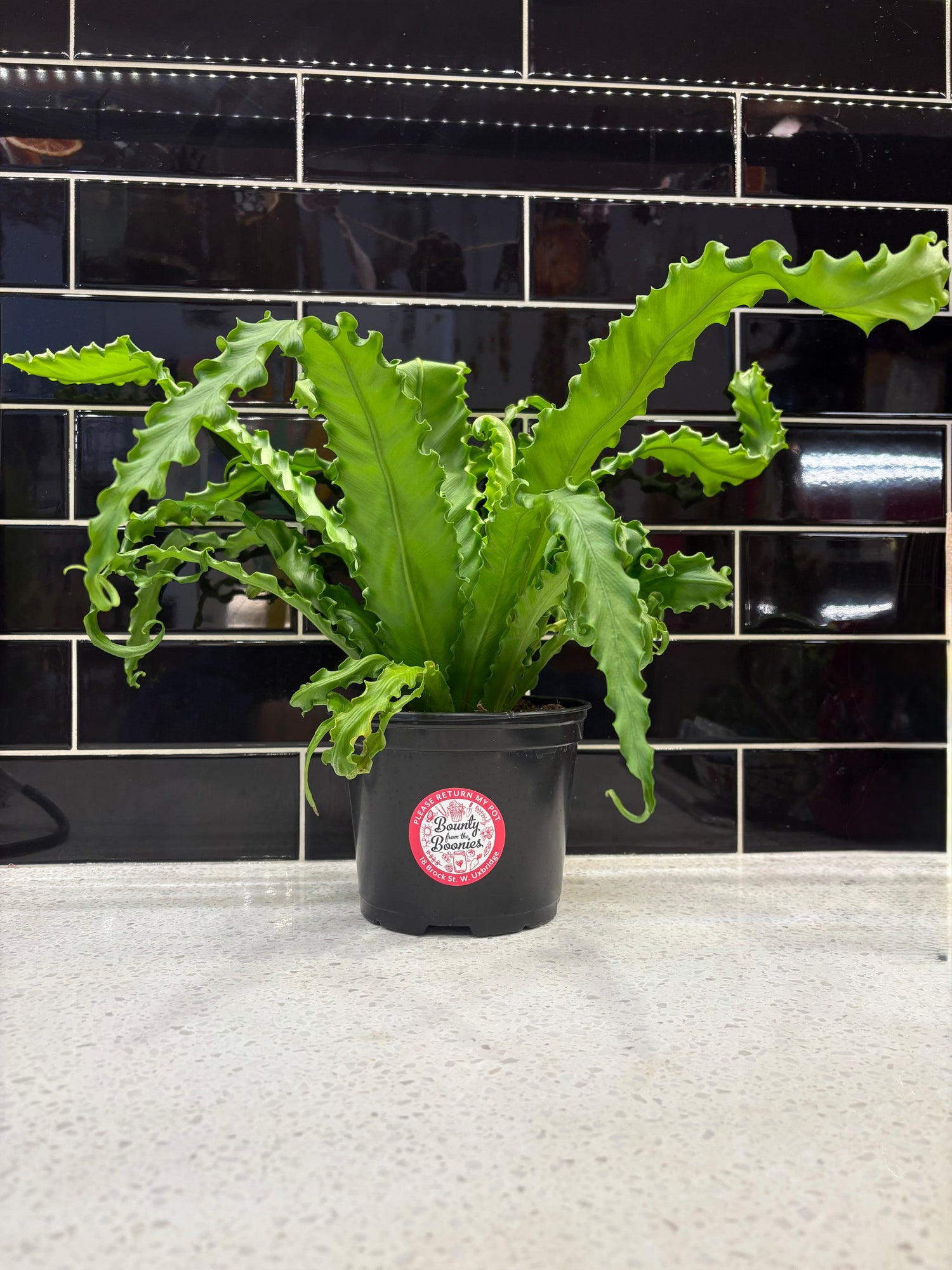 Birds Nest Fern 6”