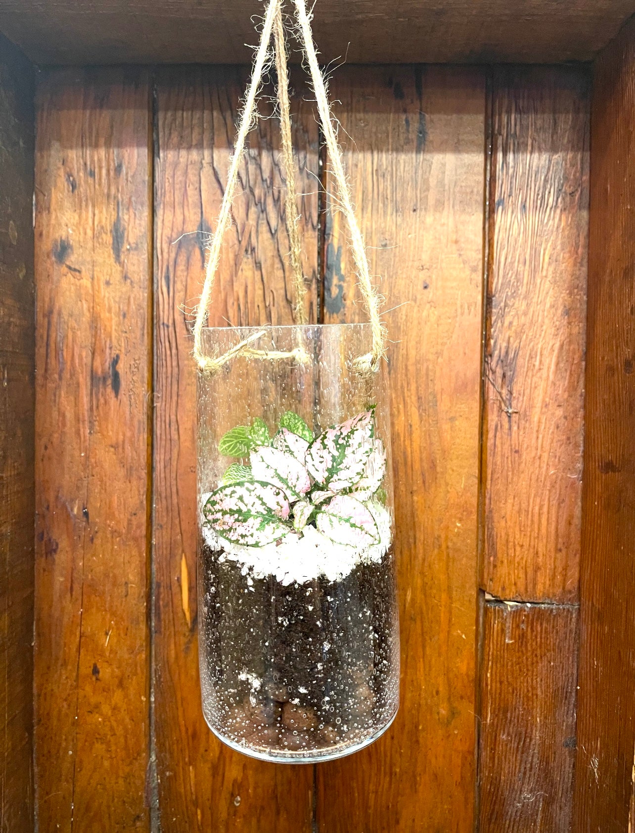 Terrarium - Deep Hanging