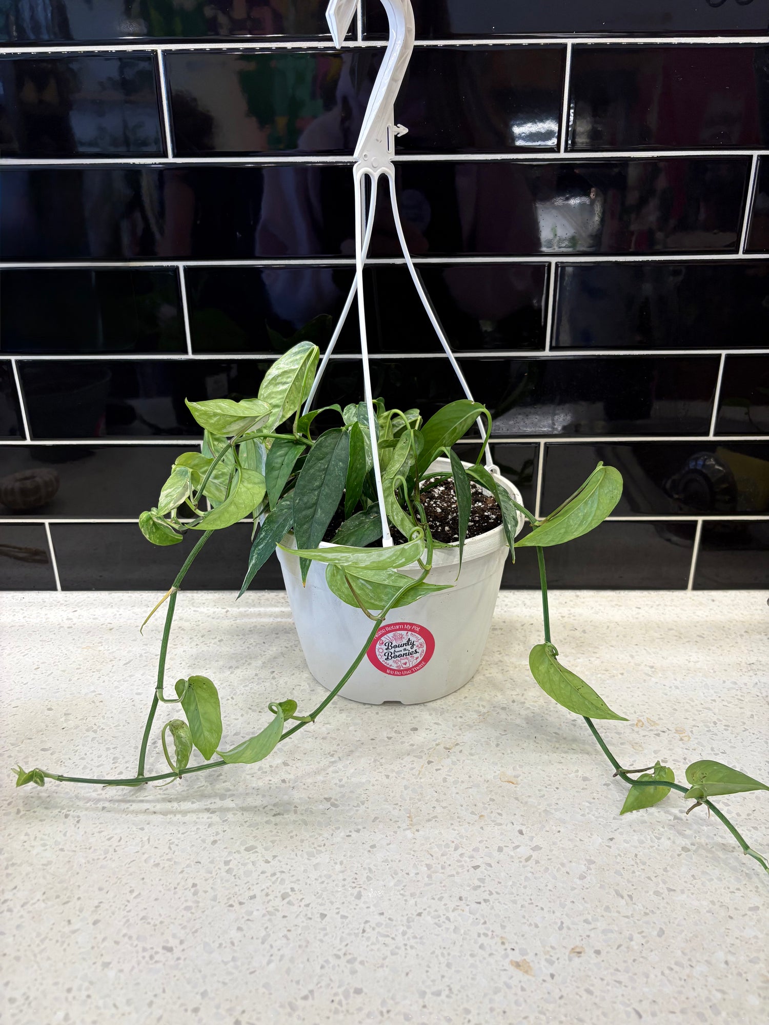 Pothos, albo variegata, epipremnum pinnatum