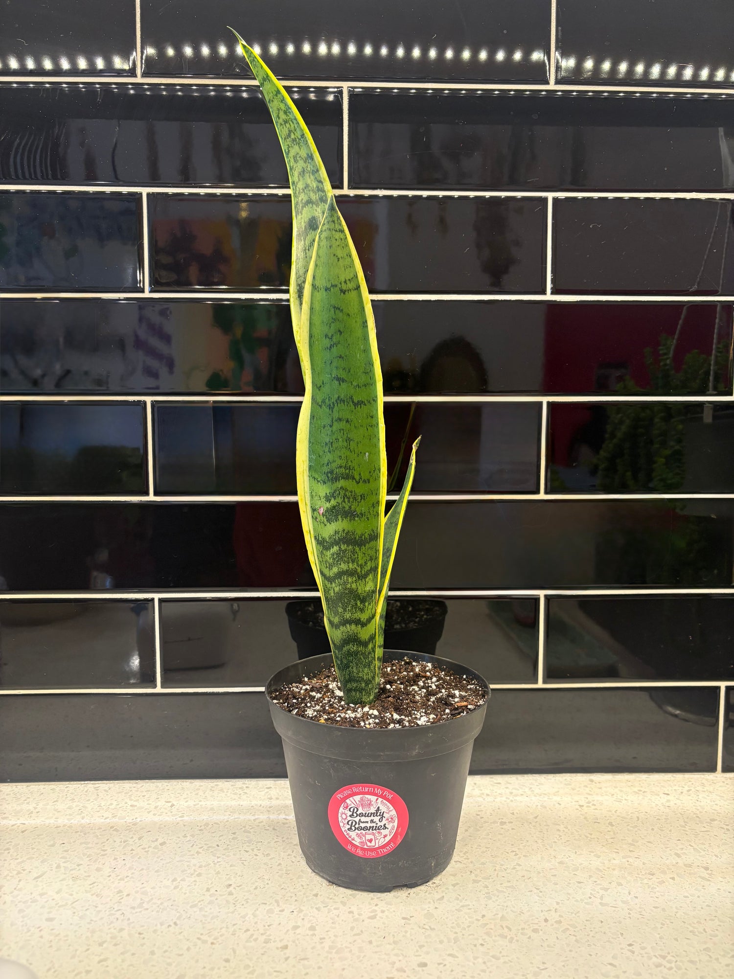 Snake Plant - Laurentii