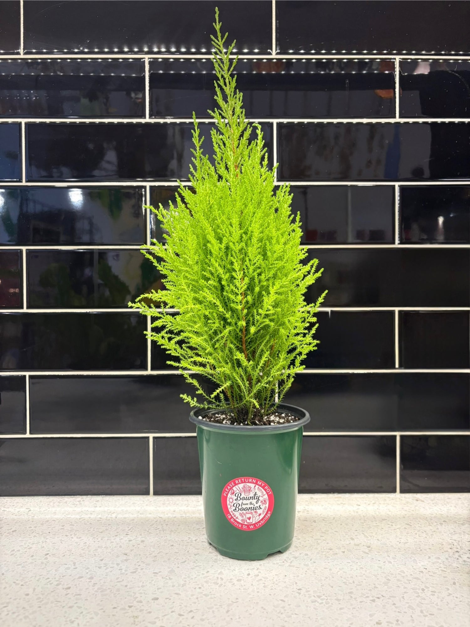 Lemon Cypress Tree 4”