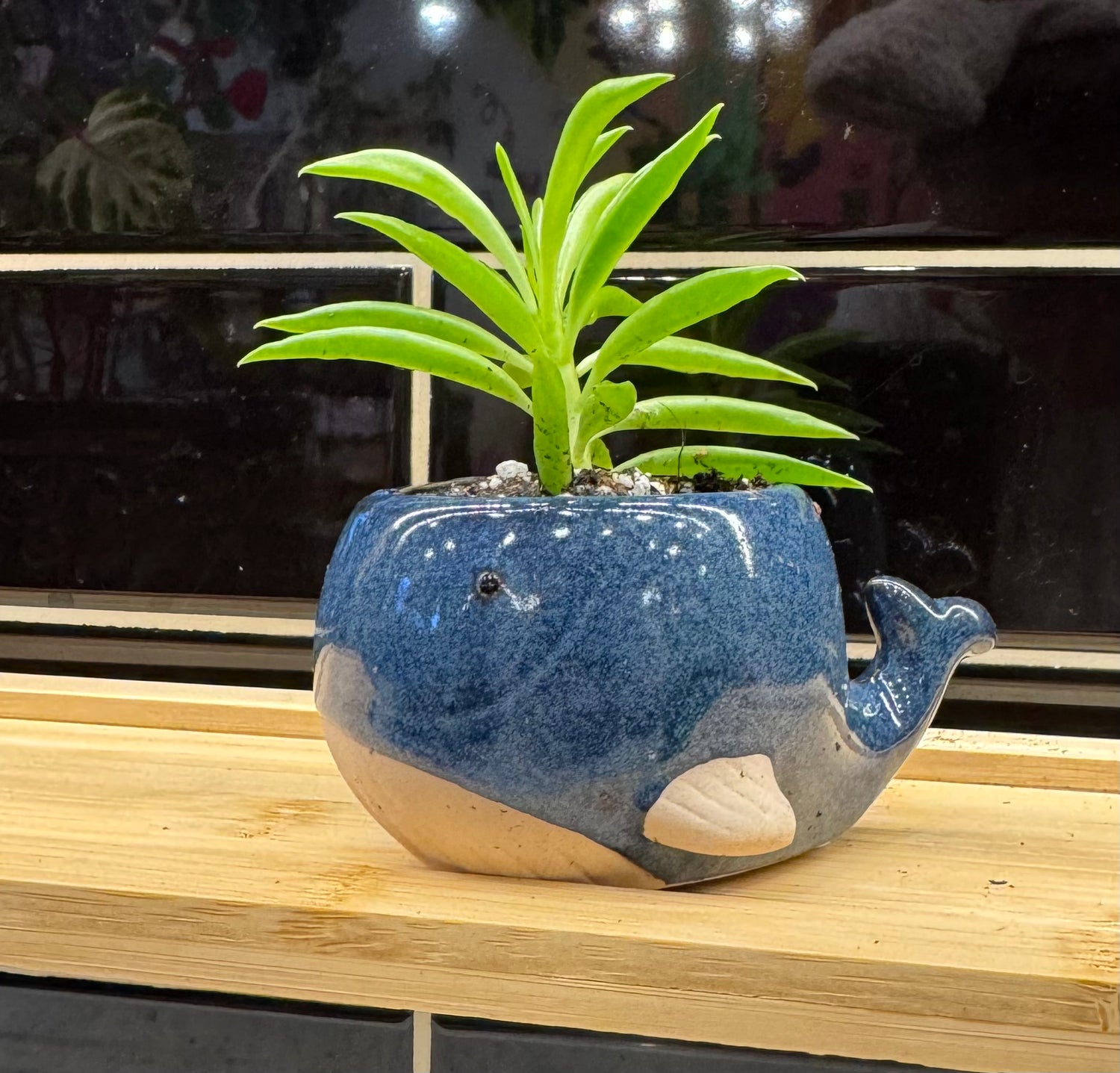Potted Whale Succulent